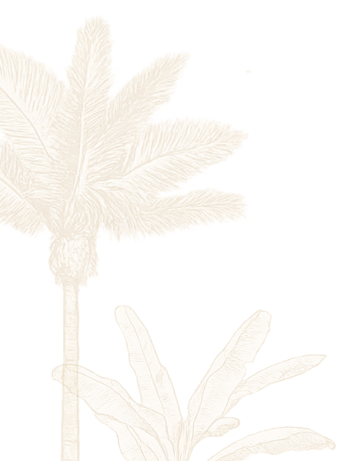 Illustration of a palm tree with large leaves and a shorter plant with elongated leaves.