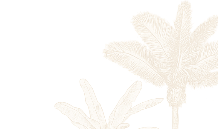 botanical illustration of palm trees