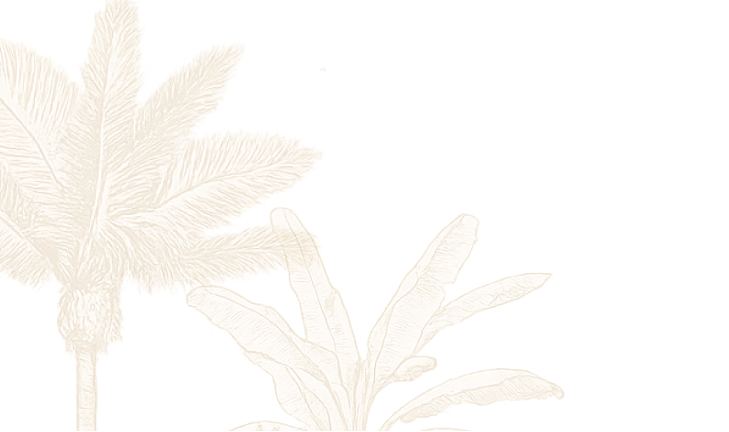 botanical illustration of palm trees