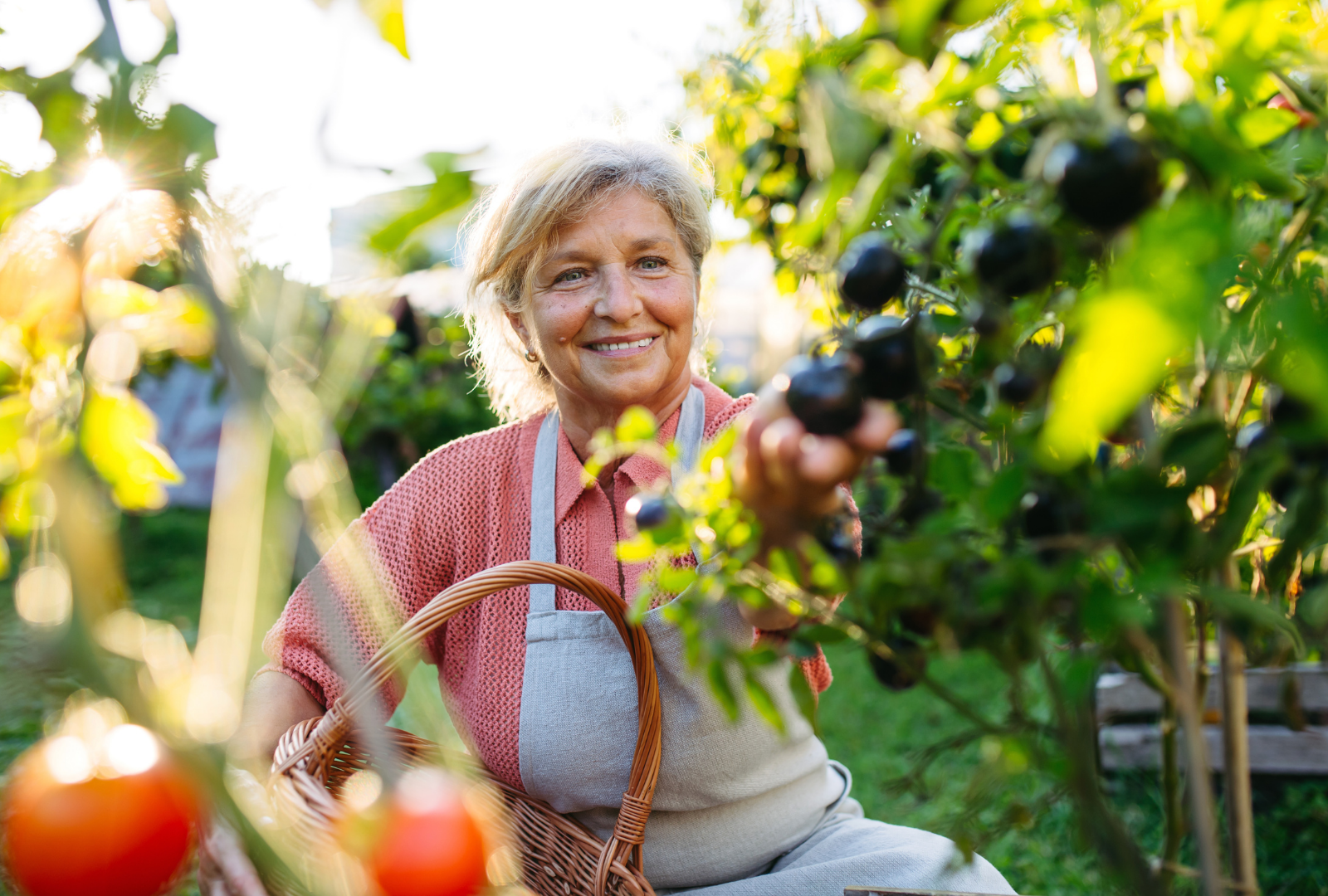 A smiling woman picking grapes in a garden during sunlight, carrying a wicker basket.