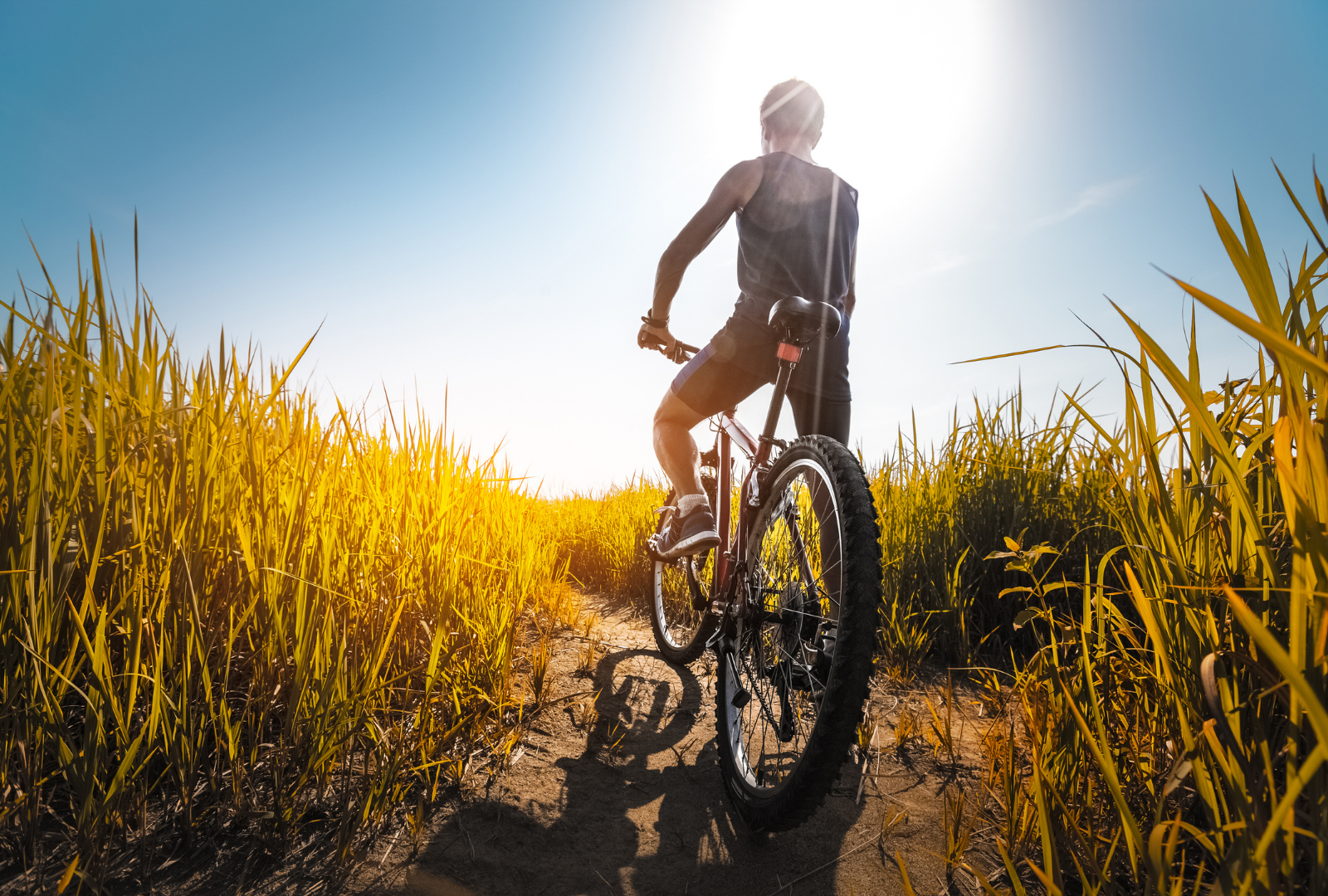 A person riding a bicycle on a dirt trail through tall yellow grasses under a bright blue sky with the sun shining.