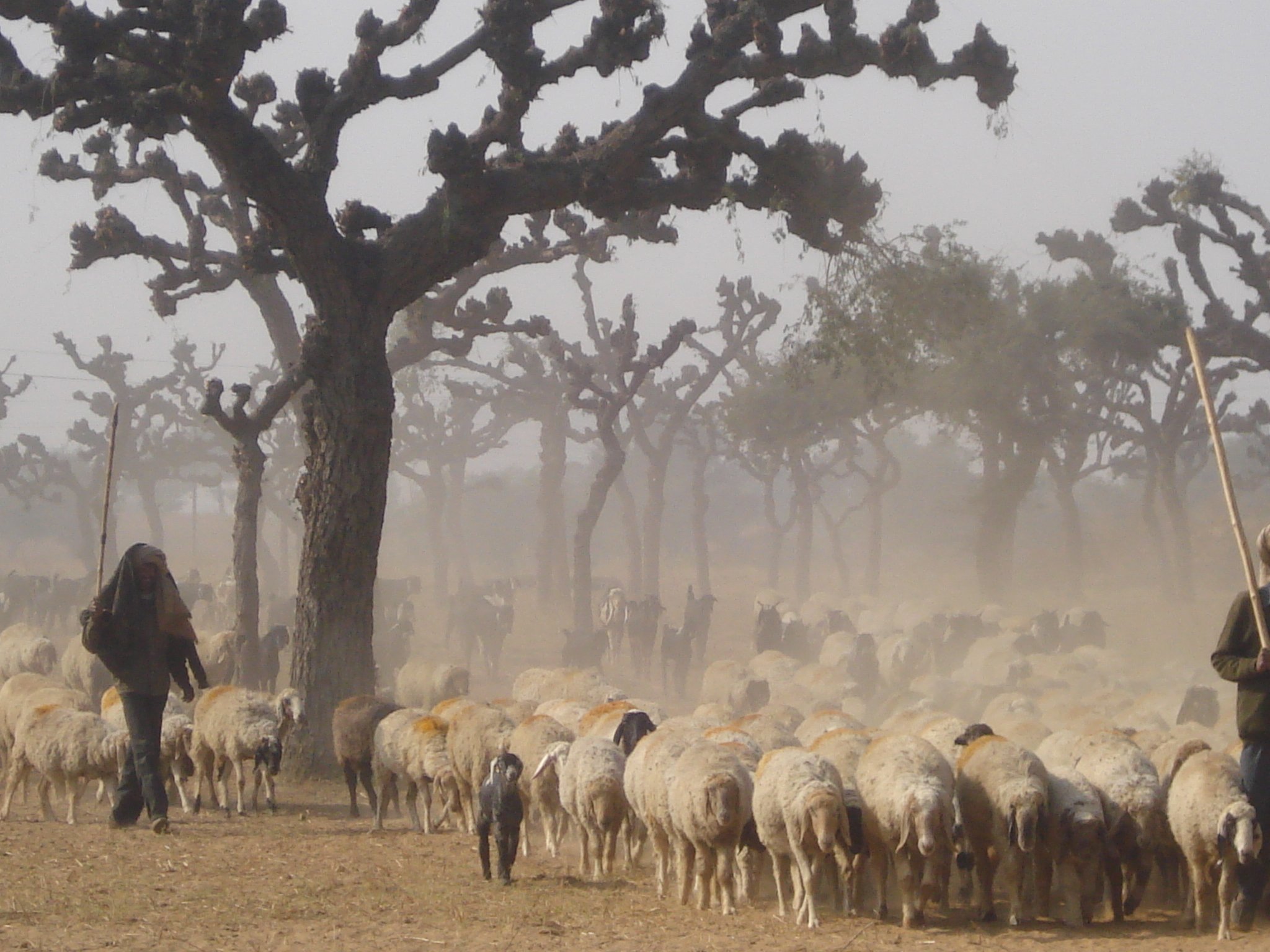 A flock of sheep herded by two shepherds in a dry, dusty landscape with several leafless, gnarled trees shrouded in fog or dust.