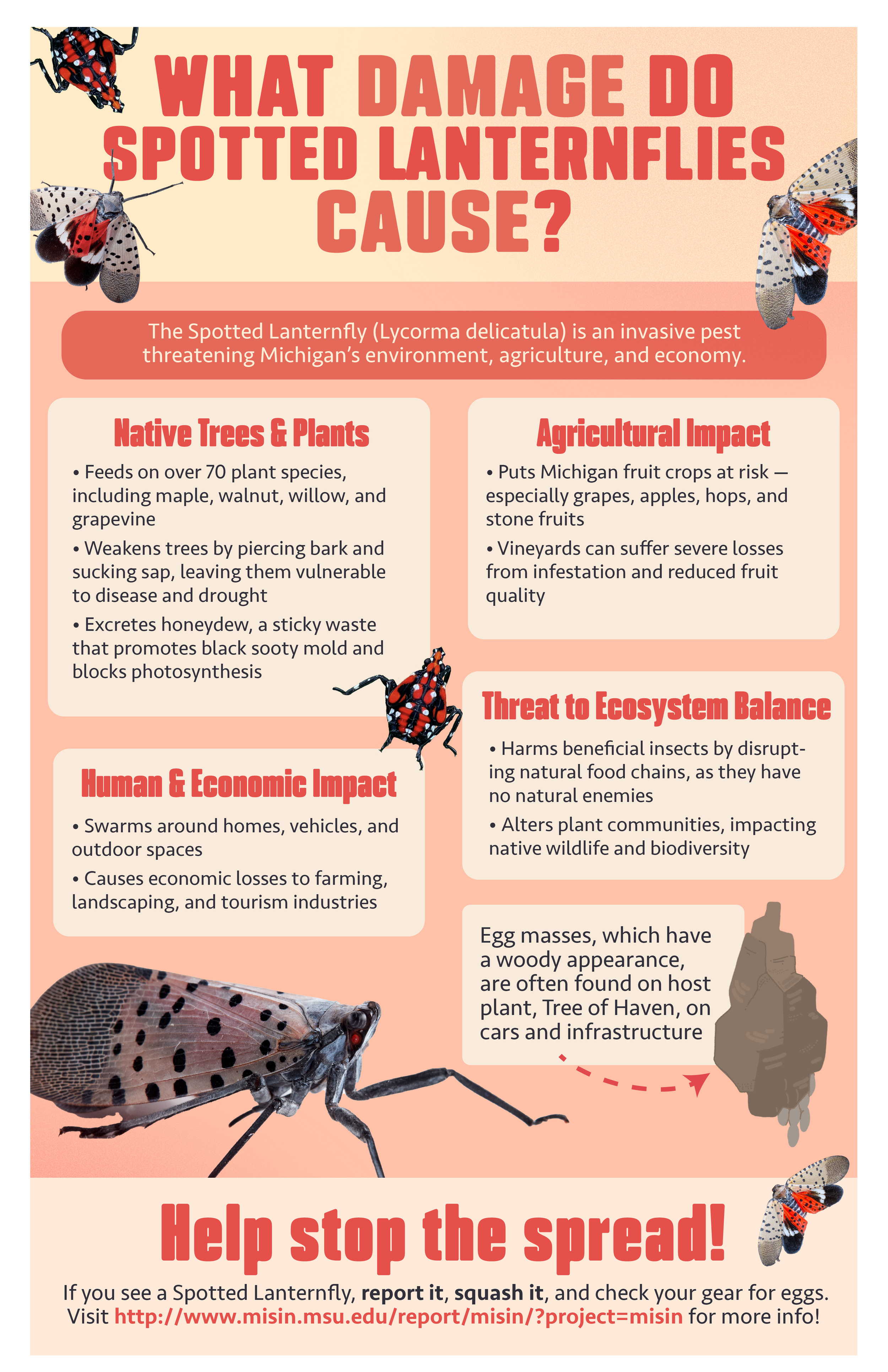 Lanternfly Flyer 3.png