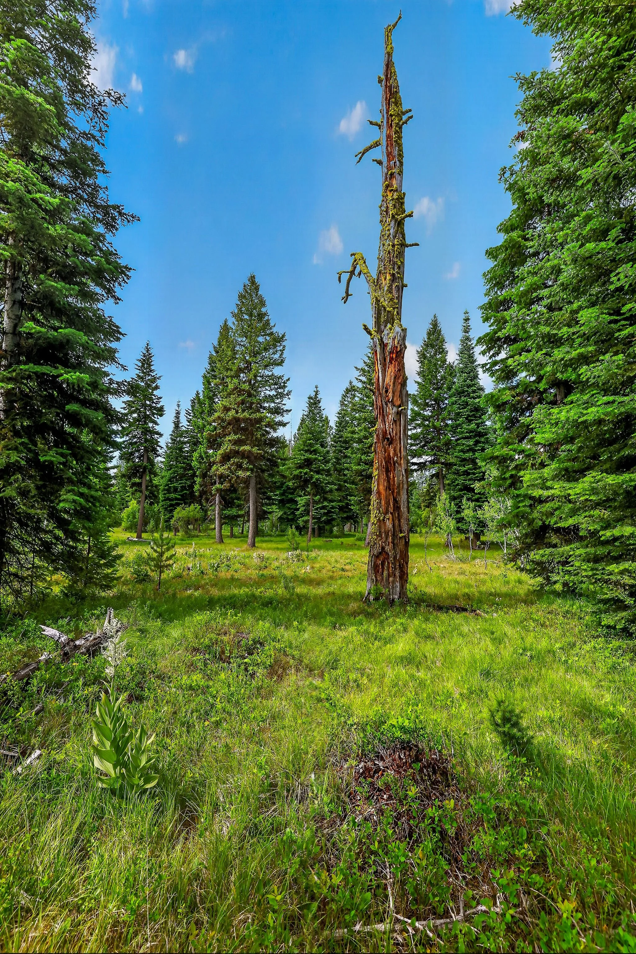 A tall, dead tree trunk with moss and lichen, surrounded by green coniferous trees in a forest clearing under a blue sky with a few white clouds.