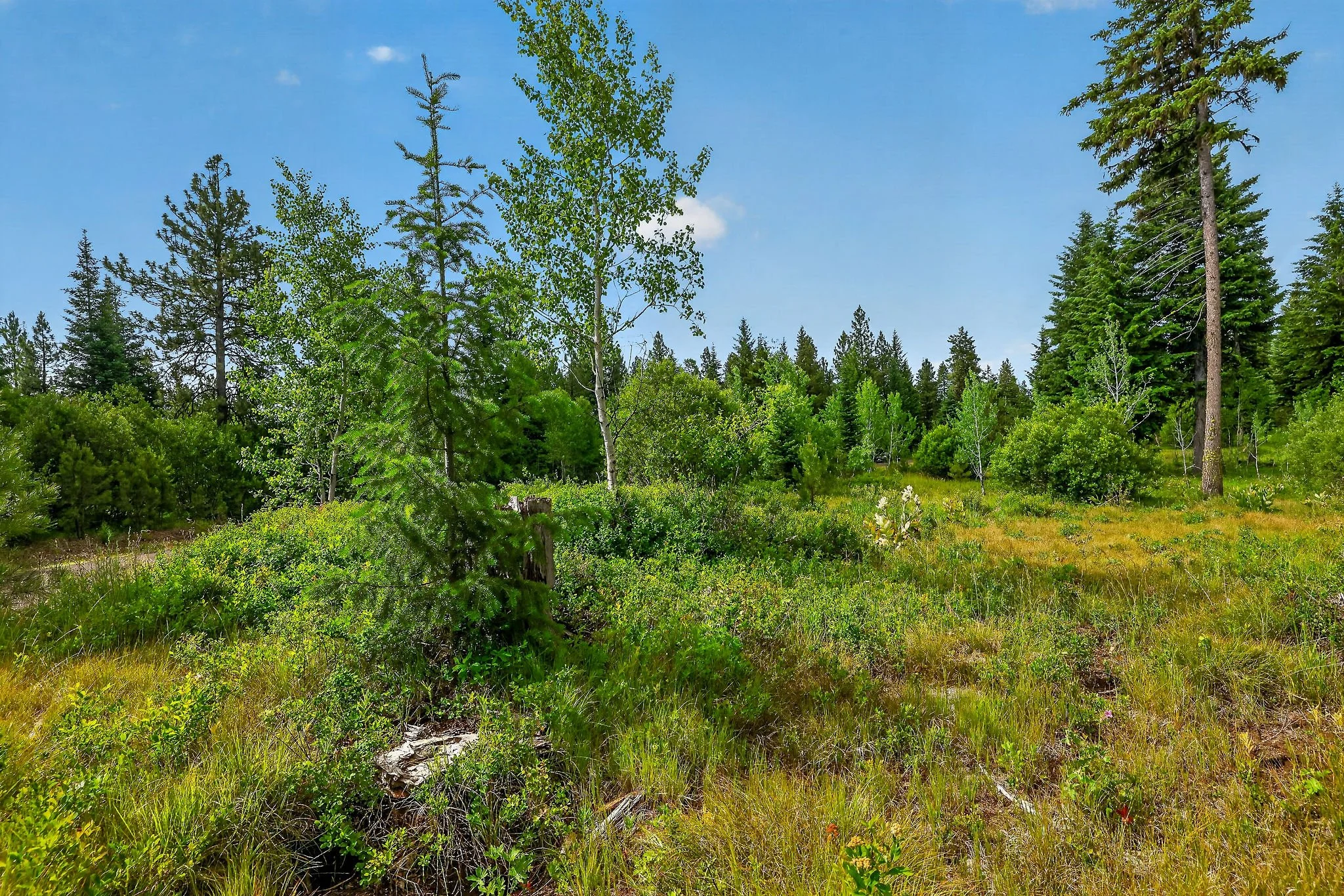 A lush green forest meadow with a mix of tall coniferous and deciduous trees, under a bright blue sky with a few scattered clouds.