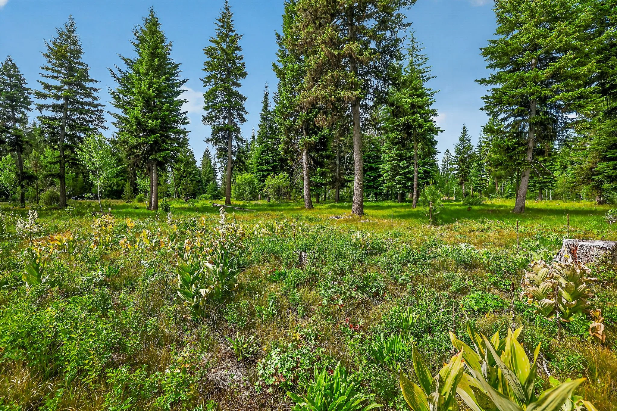 A lush green forest with tall pine trees and a bright blue sky.