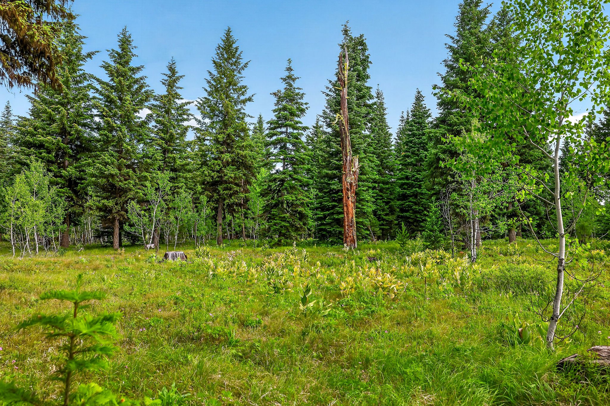 A green forest with tall pine trees and a grassy clearing under a blue sky.