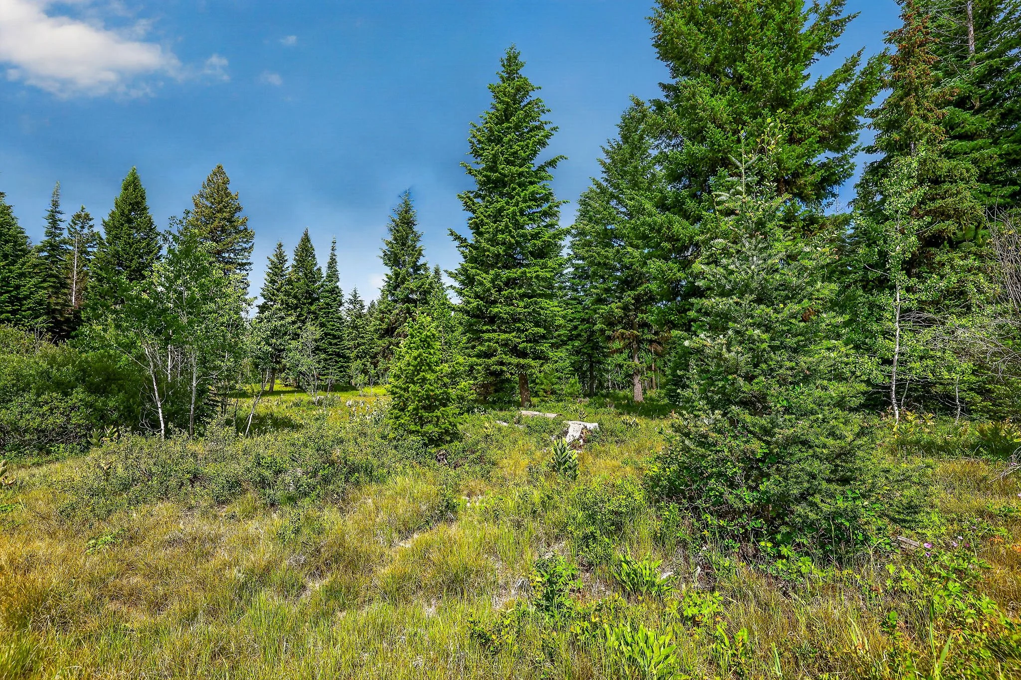 A forest with tall green pine trees on a bright sunny day with a clear blue sky.