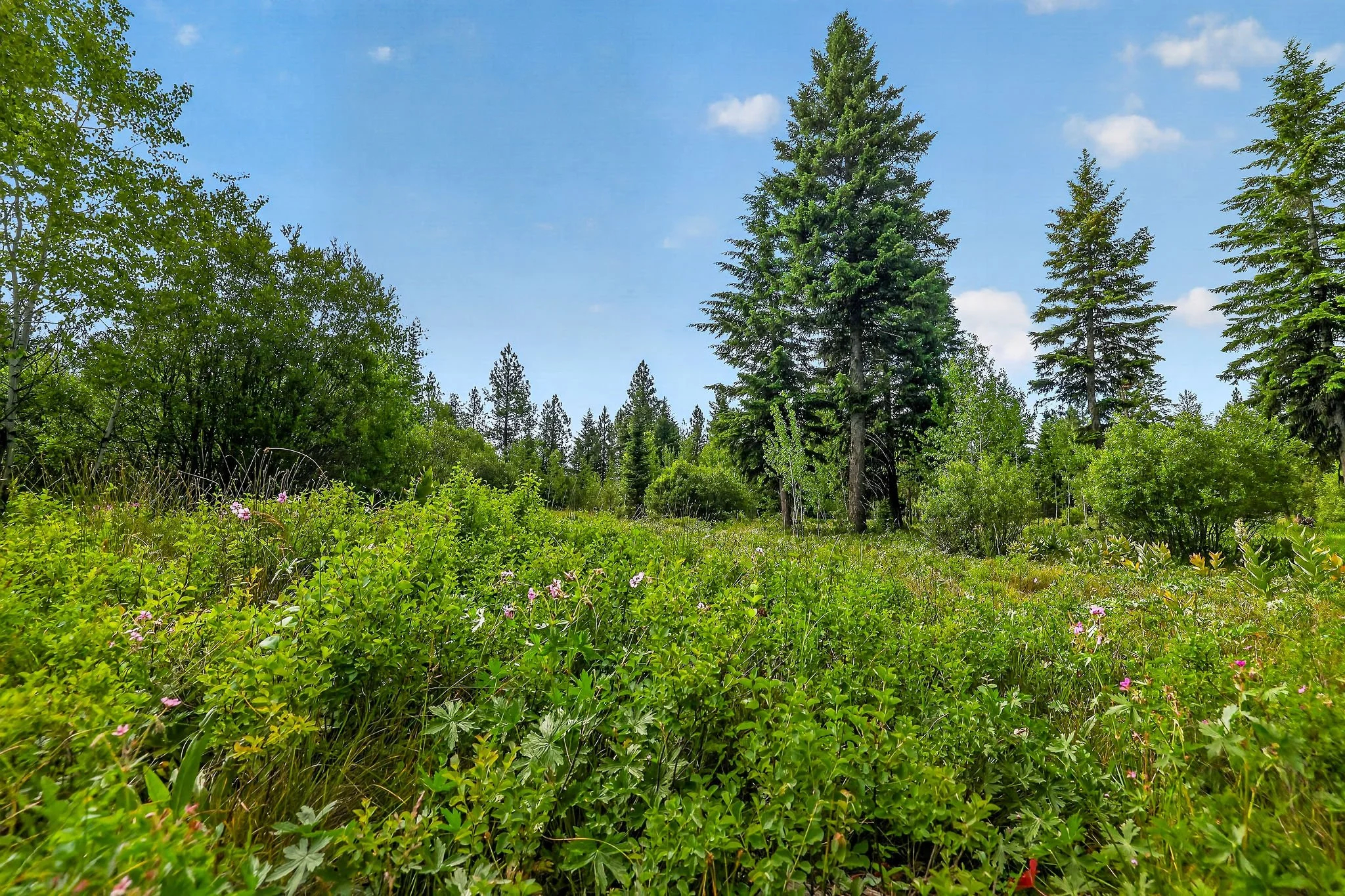 A lush green forest with tall pine trees under a blue sky with scattered clouds.