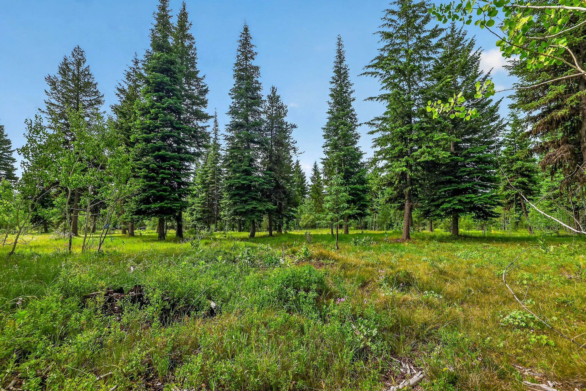 A forest scene with tall evergreen trees, green grass, and a partly cloudy blue sky.