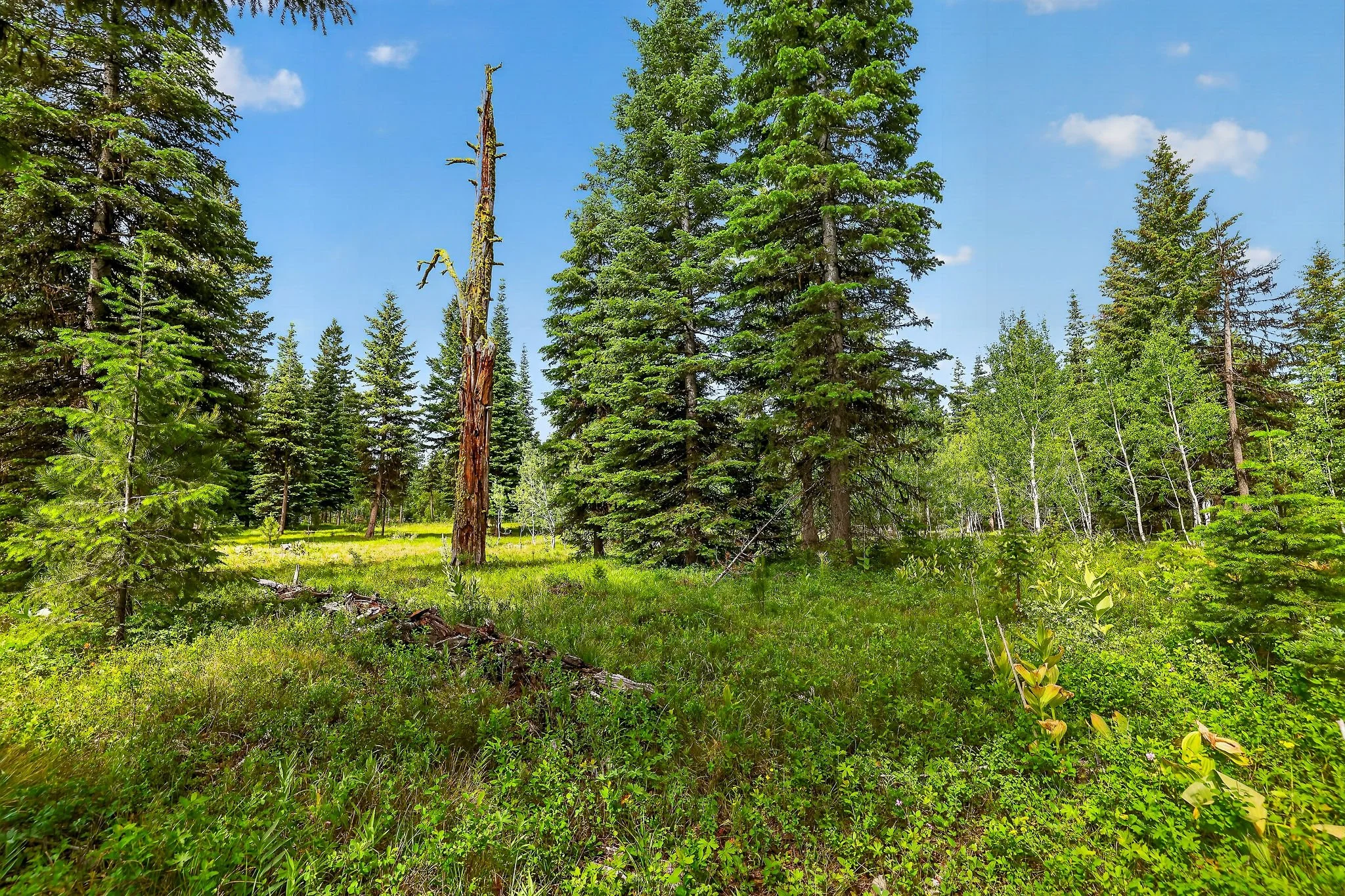 A scenic forest with tall evergreen trees, some with full green foliage and one dead tree trunk, under a blue sky with a few clouds, and lush green grass and plants covering the ground.