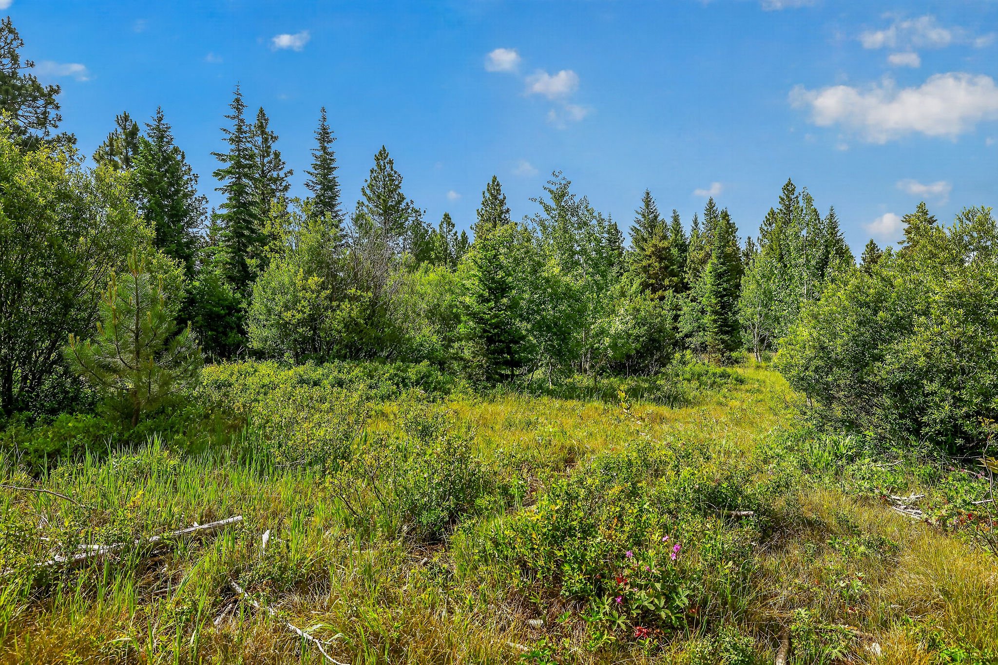 A lush forest landscape with tall pine trees, green shrubbery, and a bright blue sky with scattered white clouds.