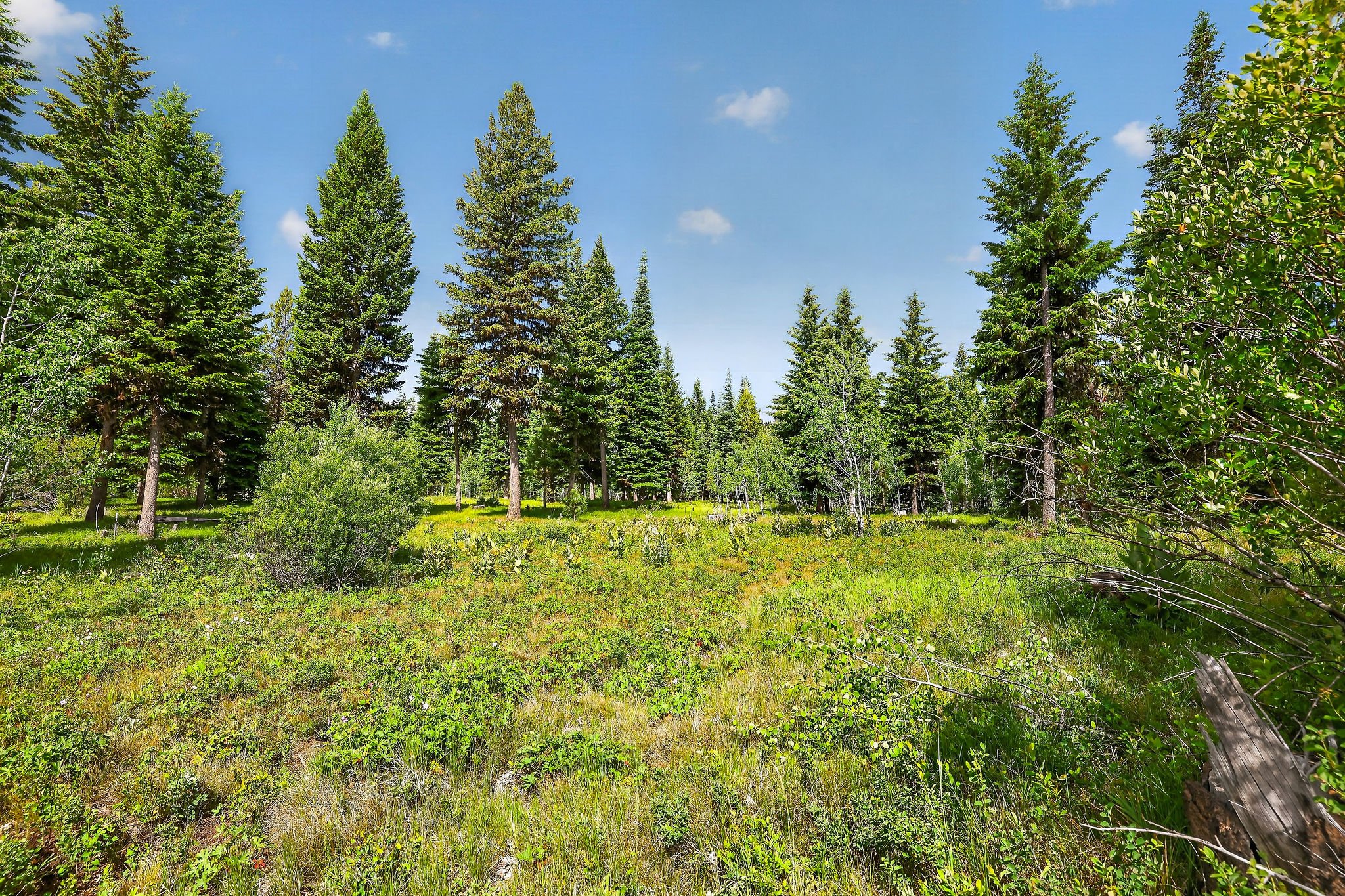 A forest with tall pine trees and a grassy clearing under a clear blue sky.