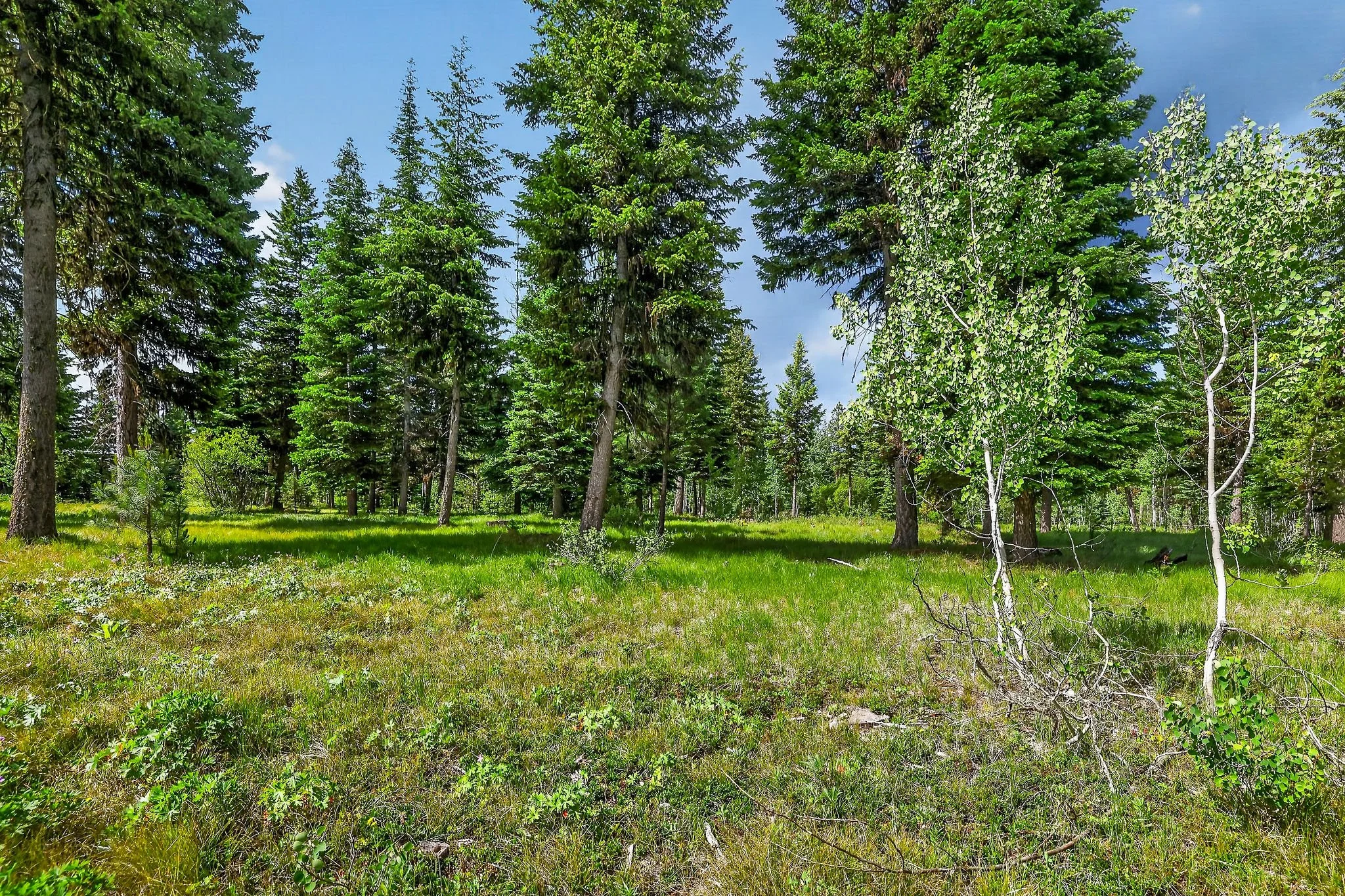 Tall green pine trees and smaller trees in a forest with a grassy clearing under a blue sky with some clouds.