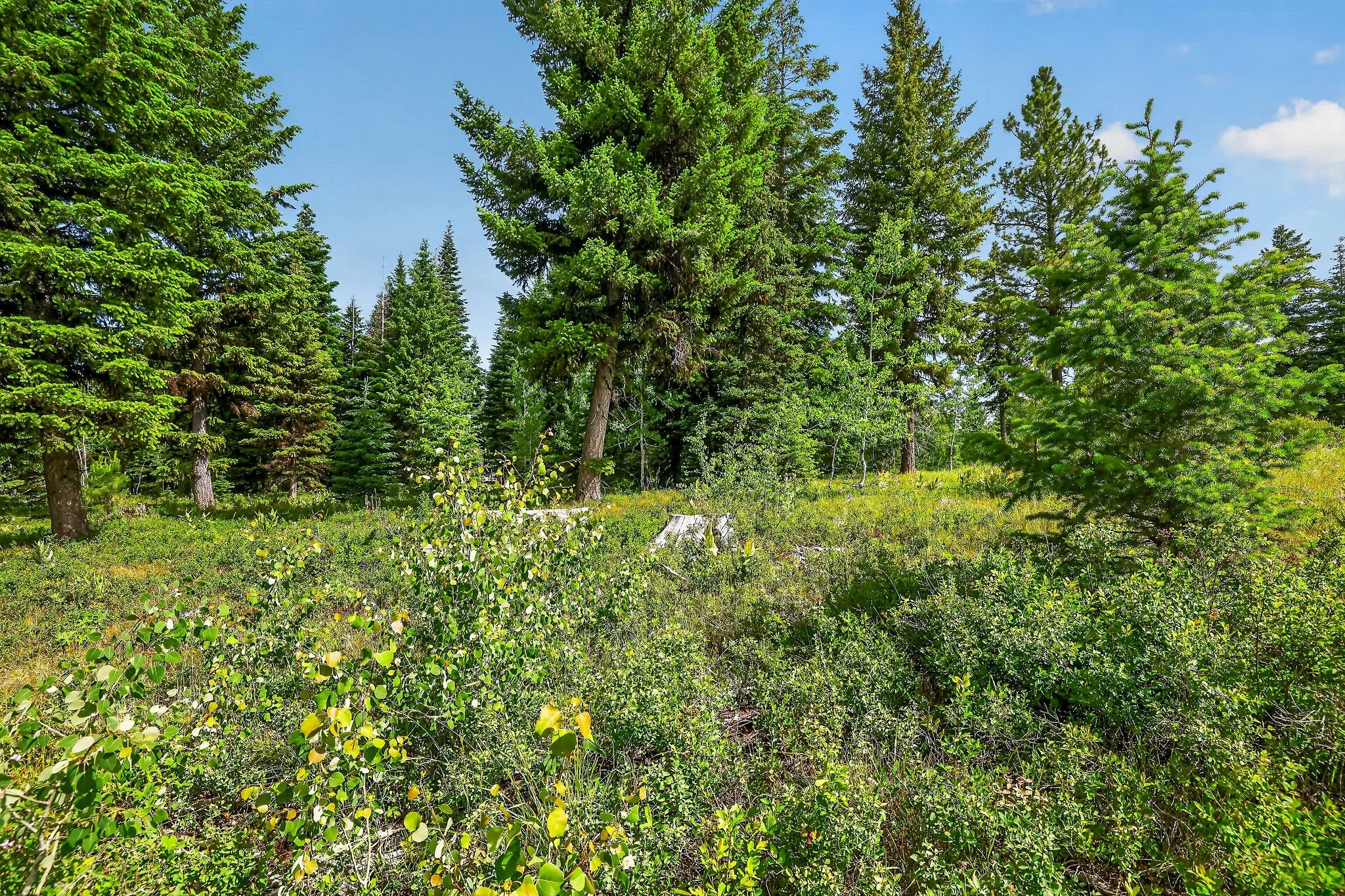 A forest scene with tall green pine trees, a blue sky with some clouds, and a grassy forest floor with small green plants and shrubs.