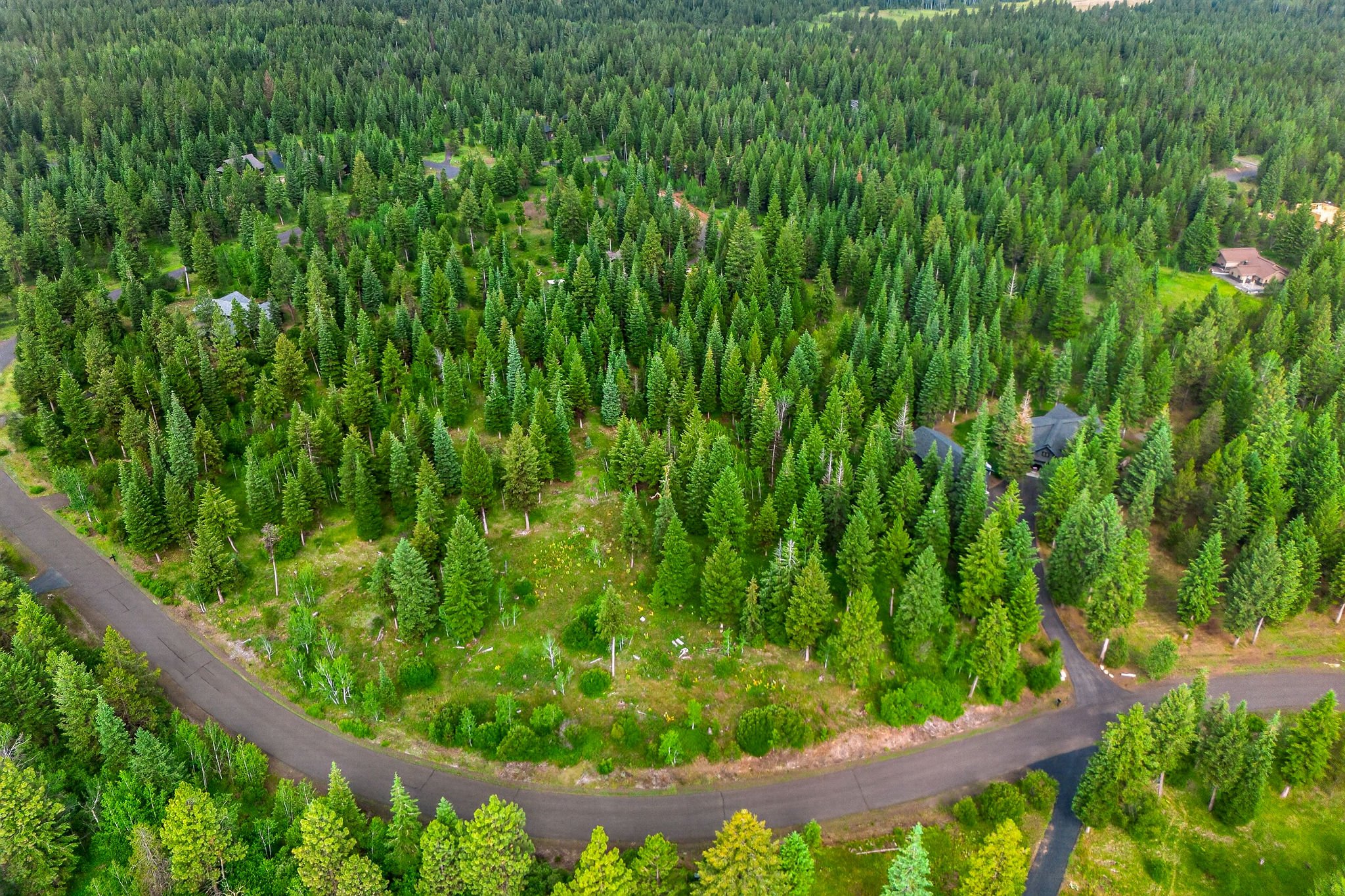 Aerial view of a dense forest with tall pine trees and a few houses scattered among the trees.