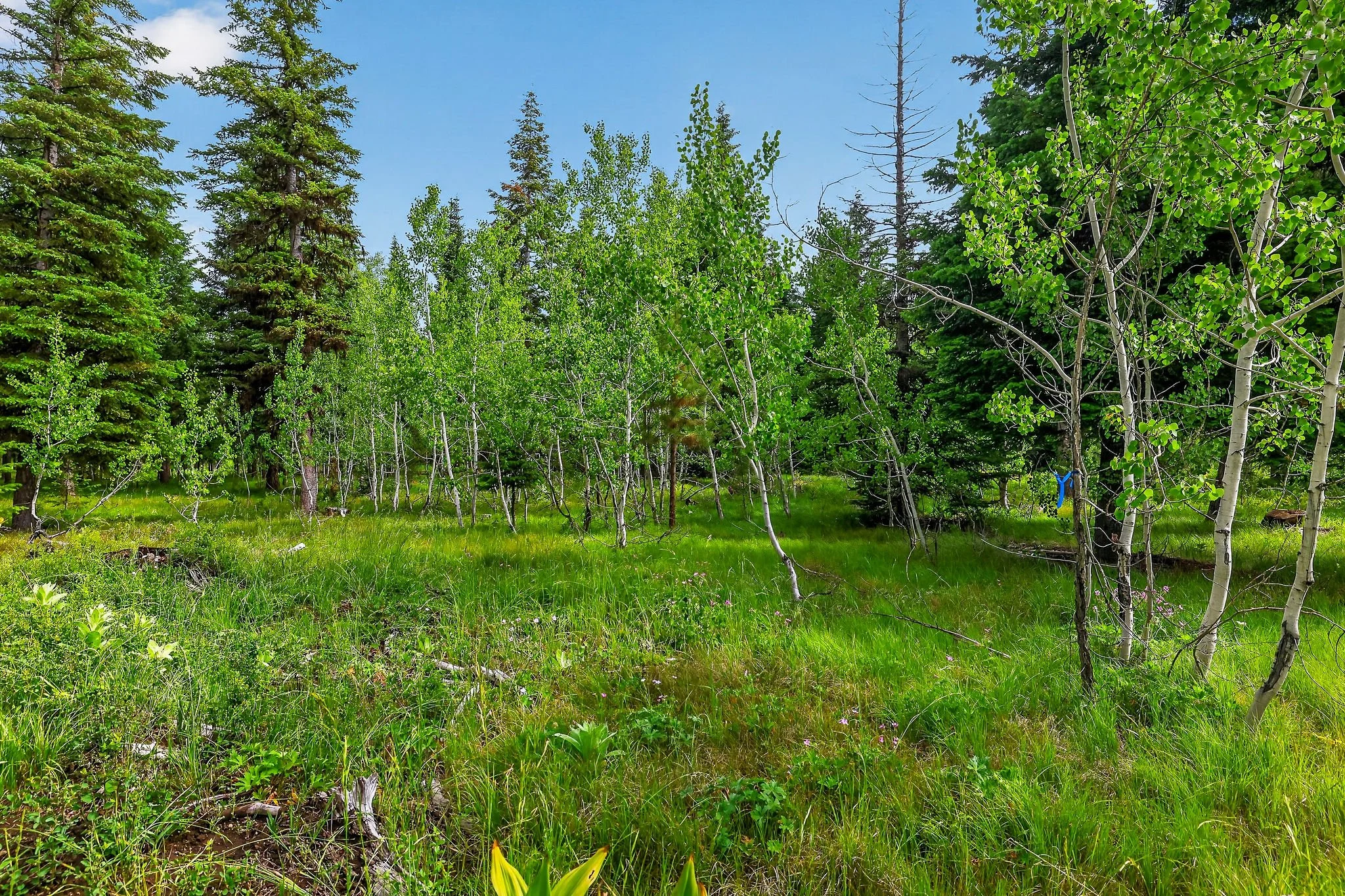 A forest of tall green trees with thin trunks, some trees with white bark, and a grassy forest floor with small plants. Blue sky visible overhead.