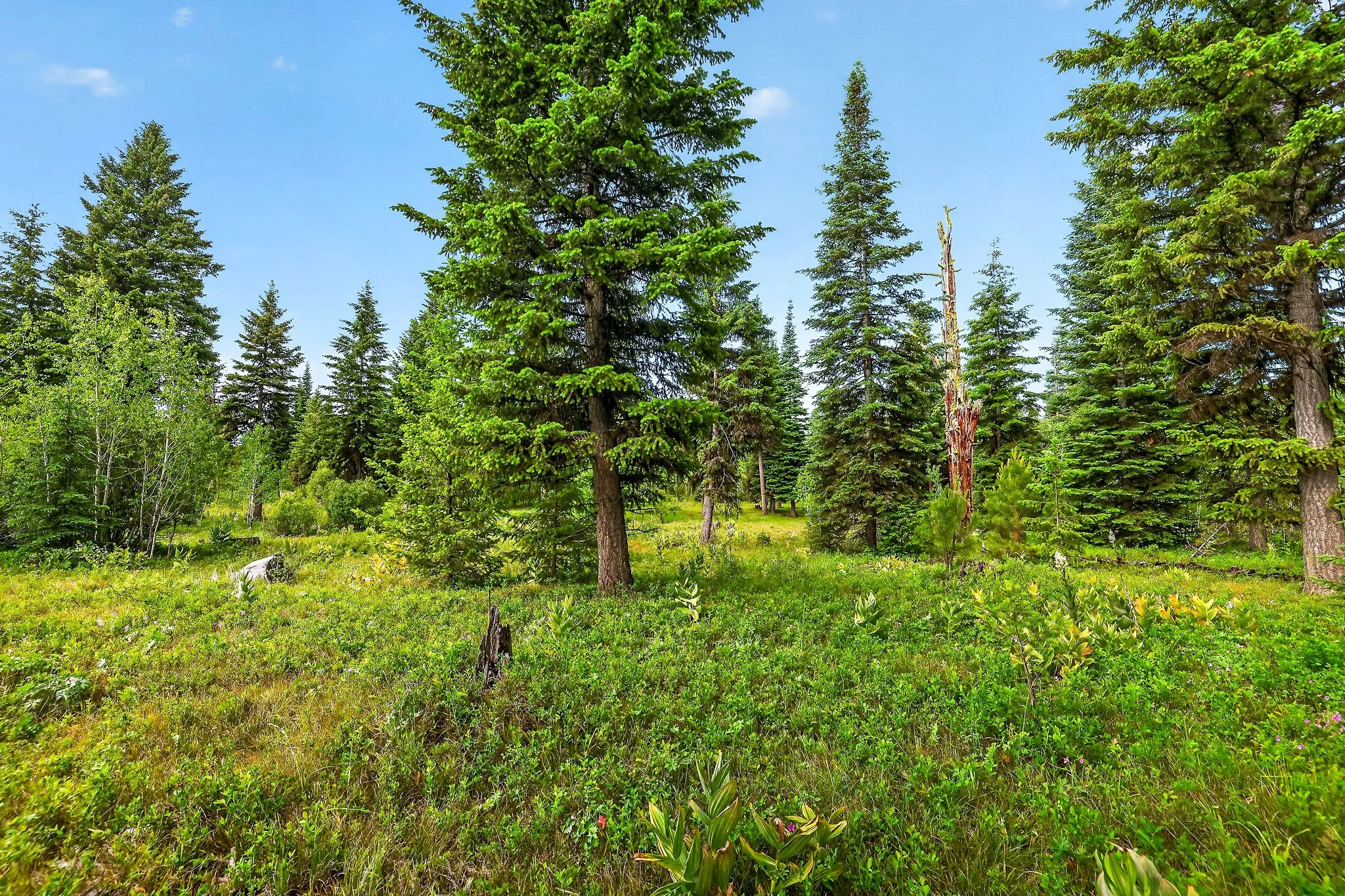 A lush green forest with tall pine trees and a grassy clearing under a clear blue sky.