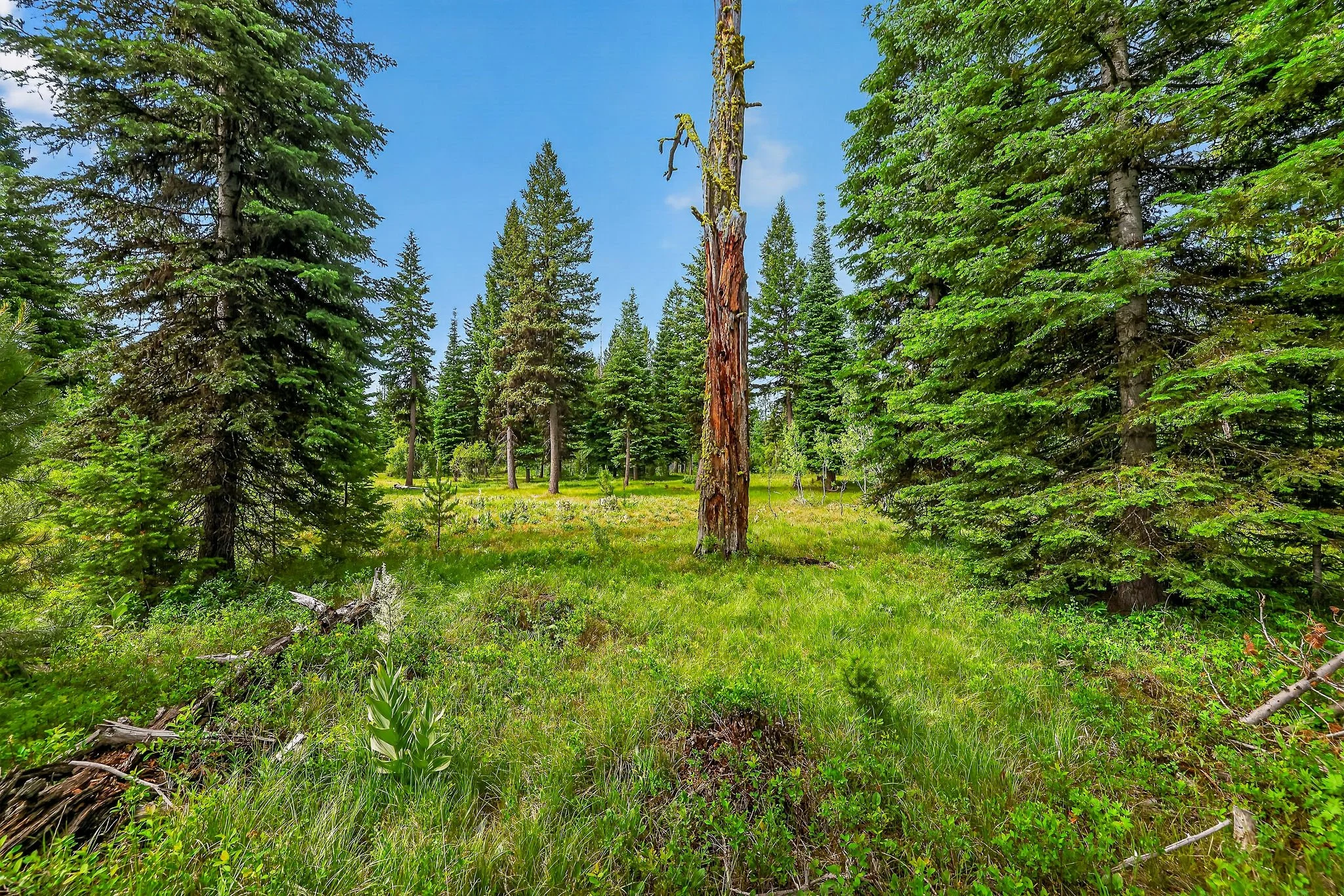 A forest scene with tall green pine trees, a grassy clearing, and a bright blue sky.