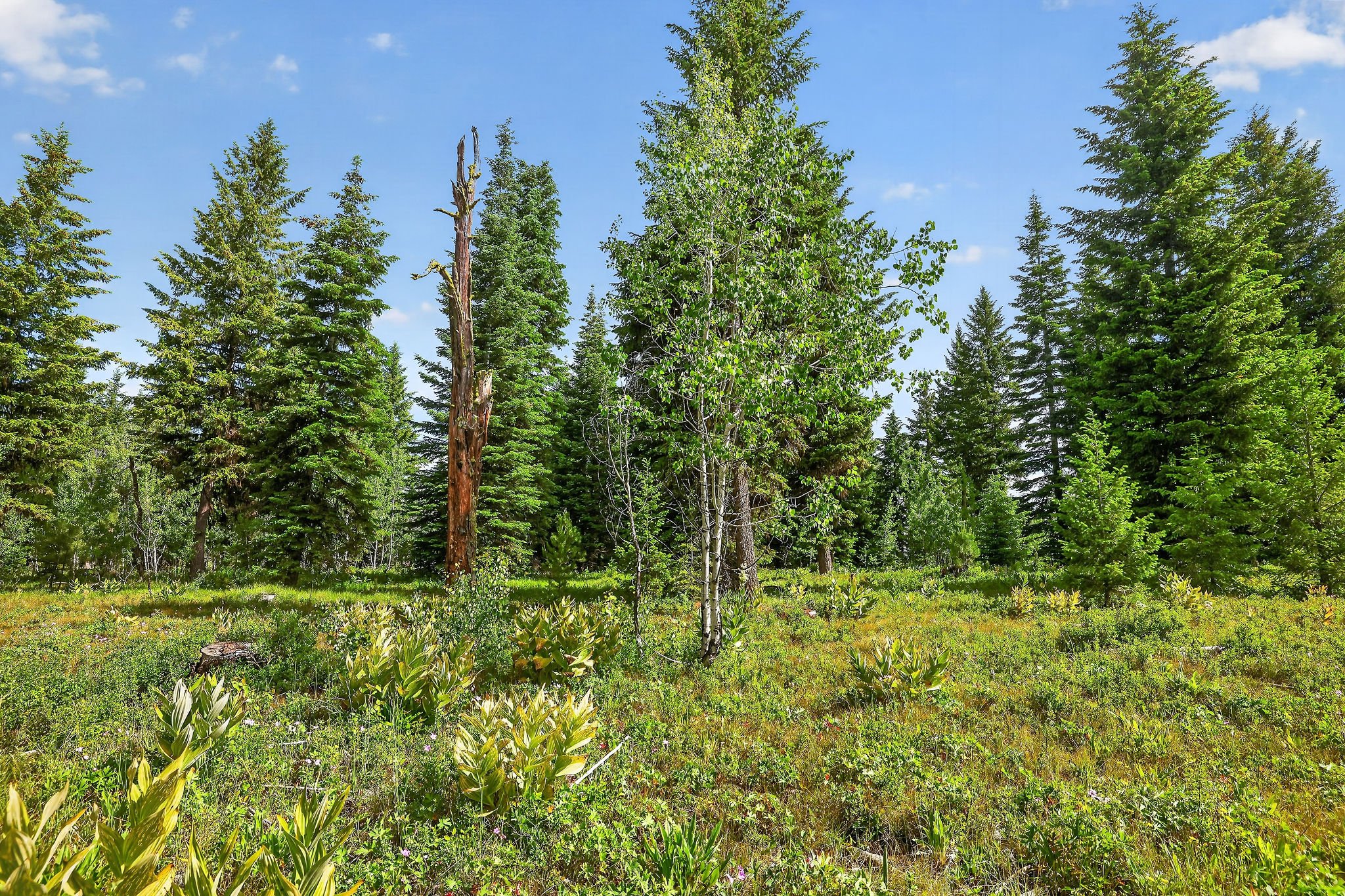 A lush green forest with tall pine trees under a bright blue sky with a few scattered clouds.
