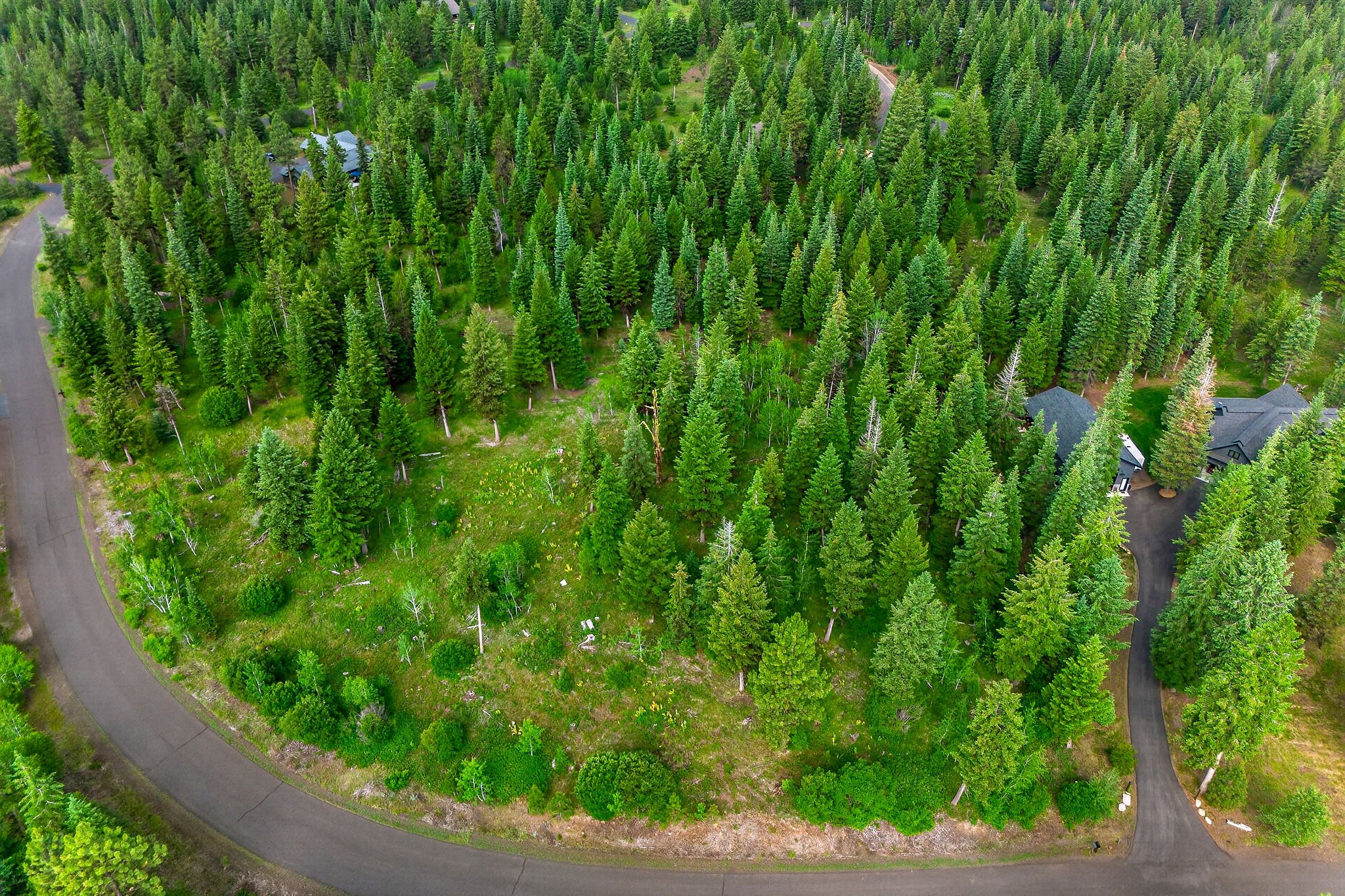 An aerial view of a forested area with tall green pine trees, winding roads, and a few houses with gray roofs scattered among the trees.