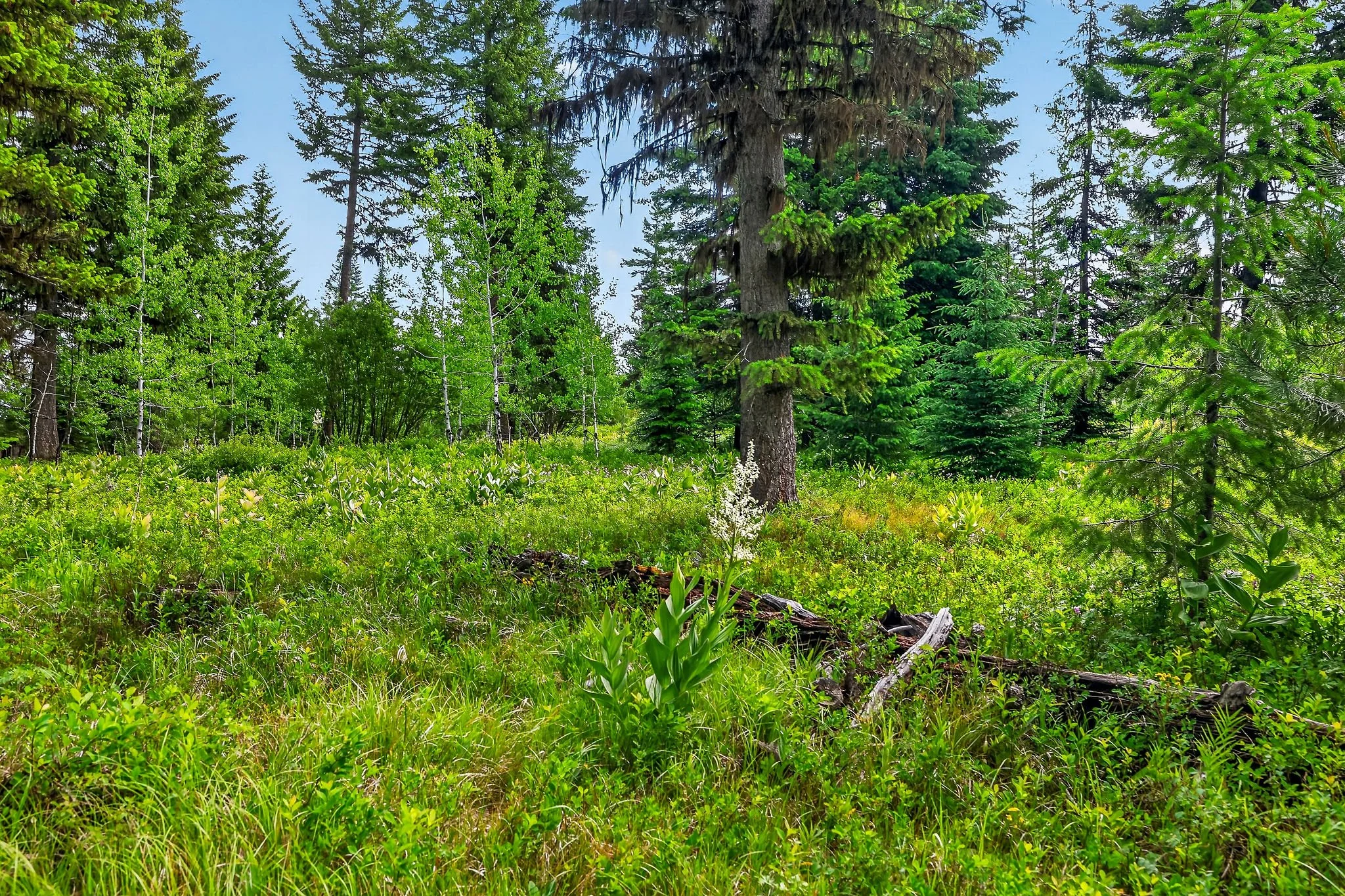 A lush green forest with various trees, shrubs, and grasses, under a clear blue sky.