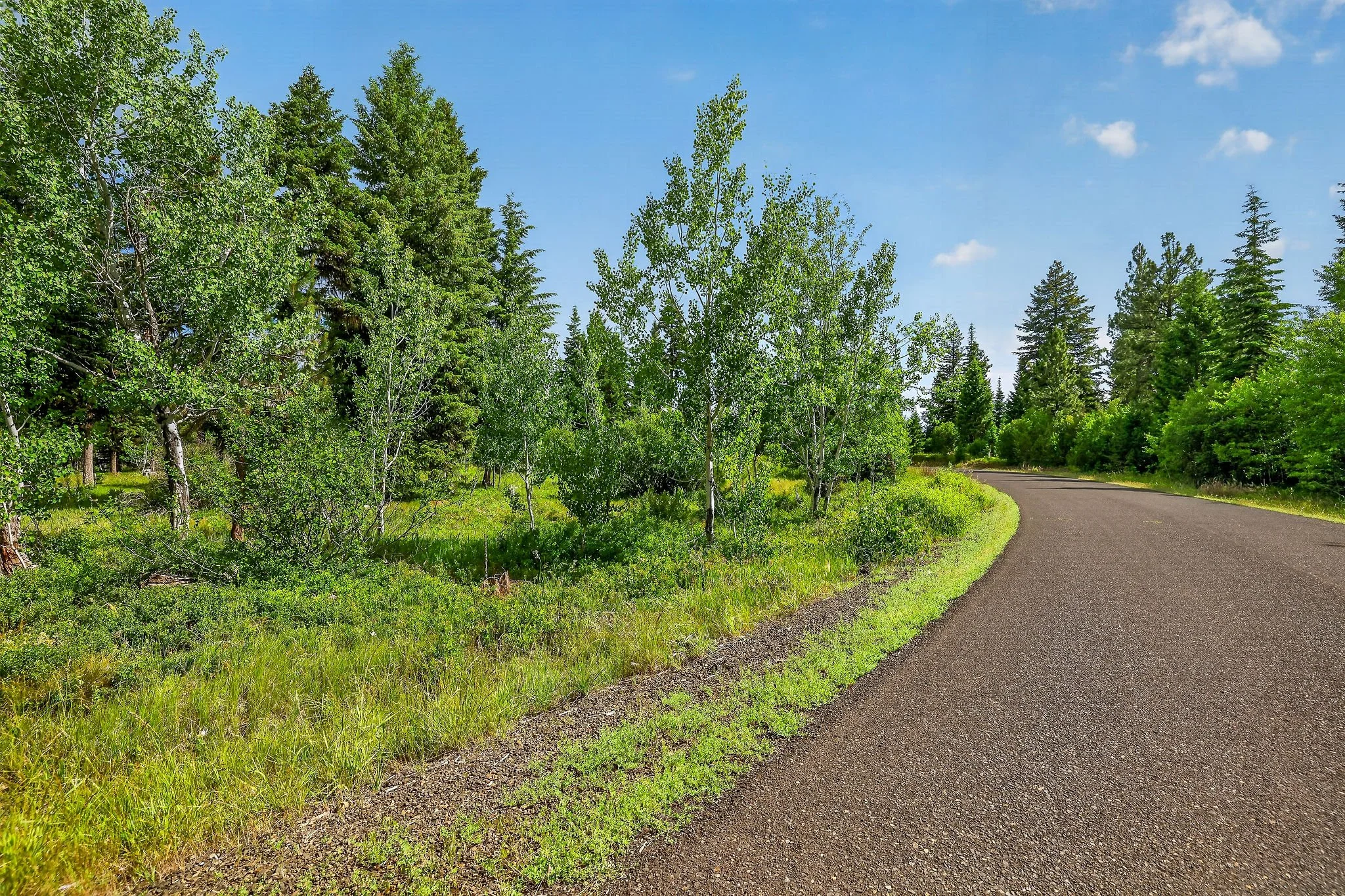 A paved road curves through a green forested landscape with tall trees and a bright blue sky with a few clouds.