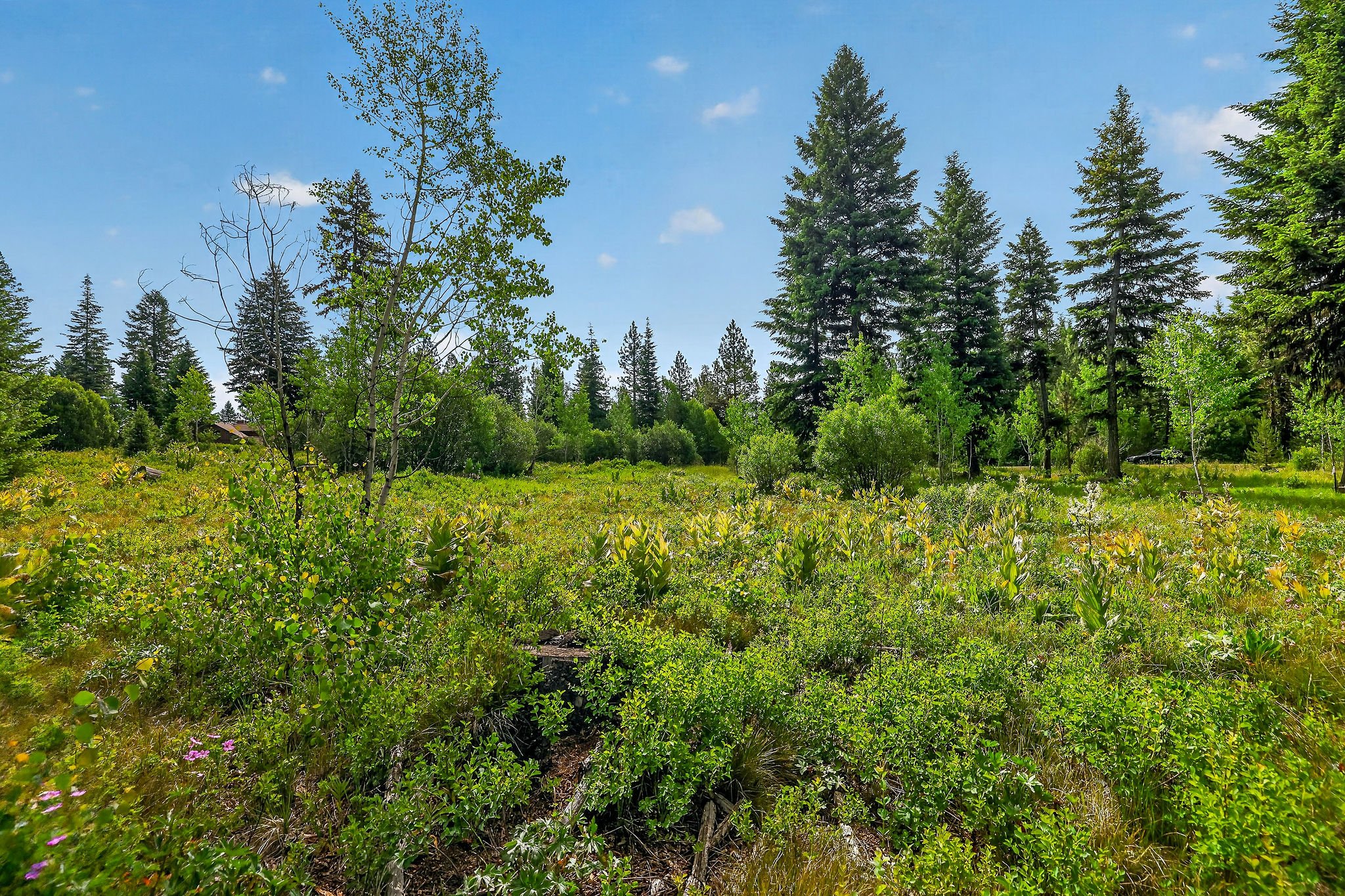 A lush green forest with tall pine trees and a bright blue sky with a few scattered clouds.