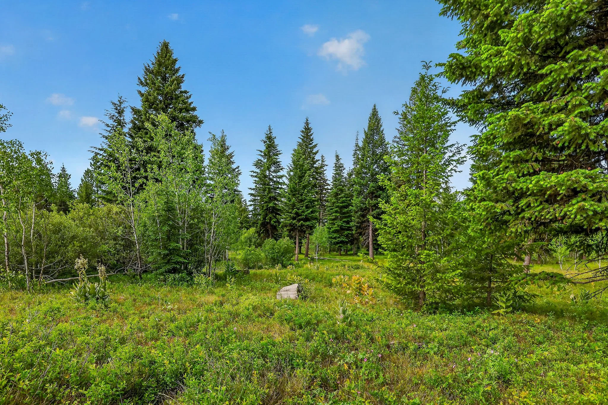 A lush green forest with tall pine trees under a partly cloudy blue sky.