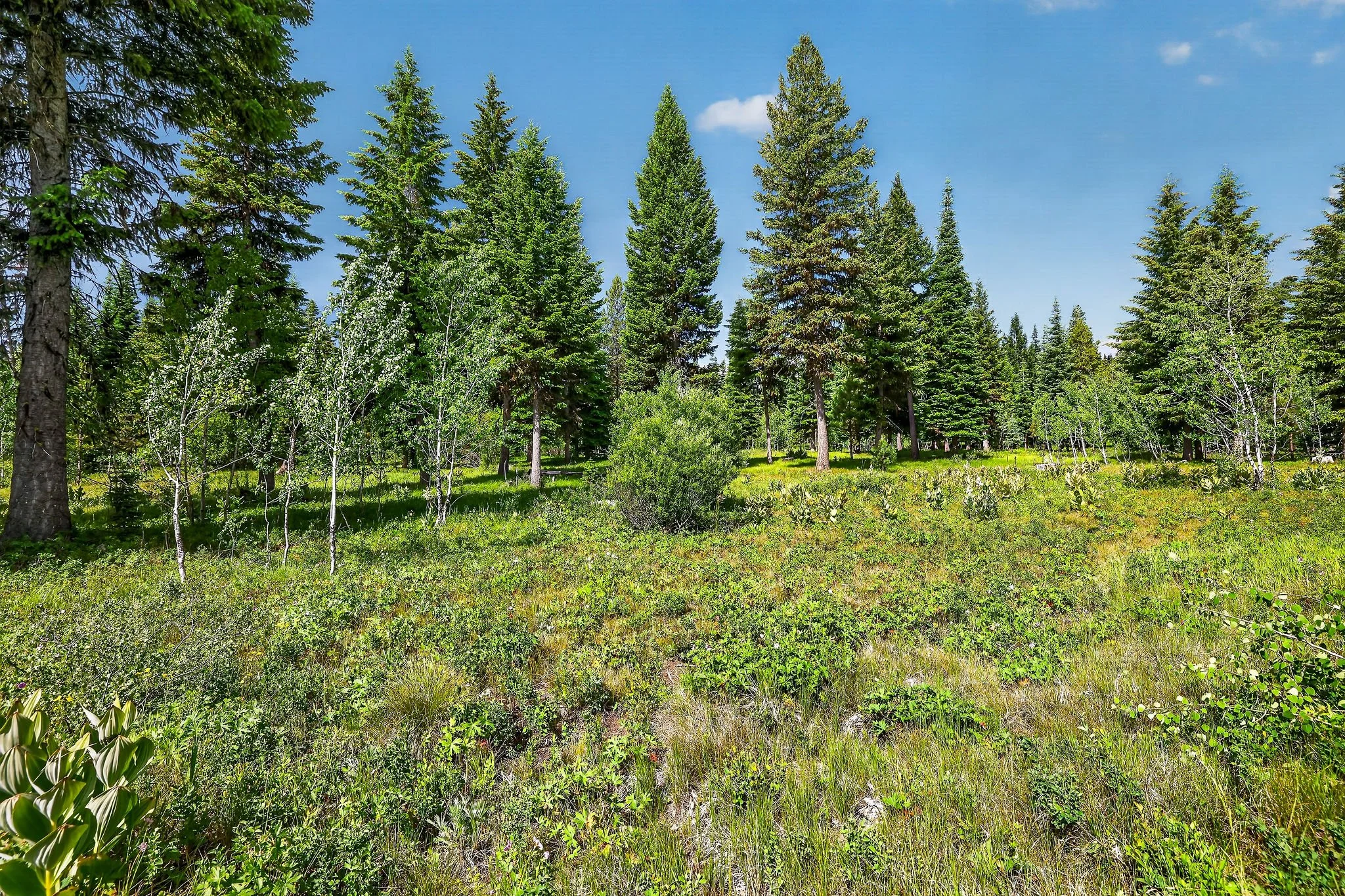 A forest clearing with tall pine trees, green grass, and some small plants and bushes under a blue sky with a few clouds.