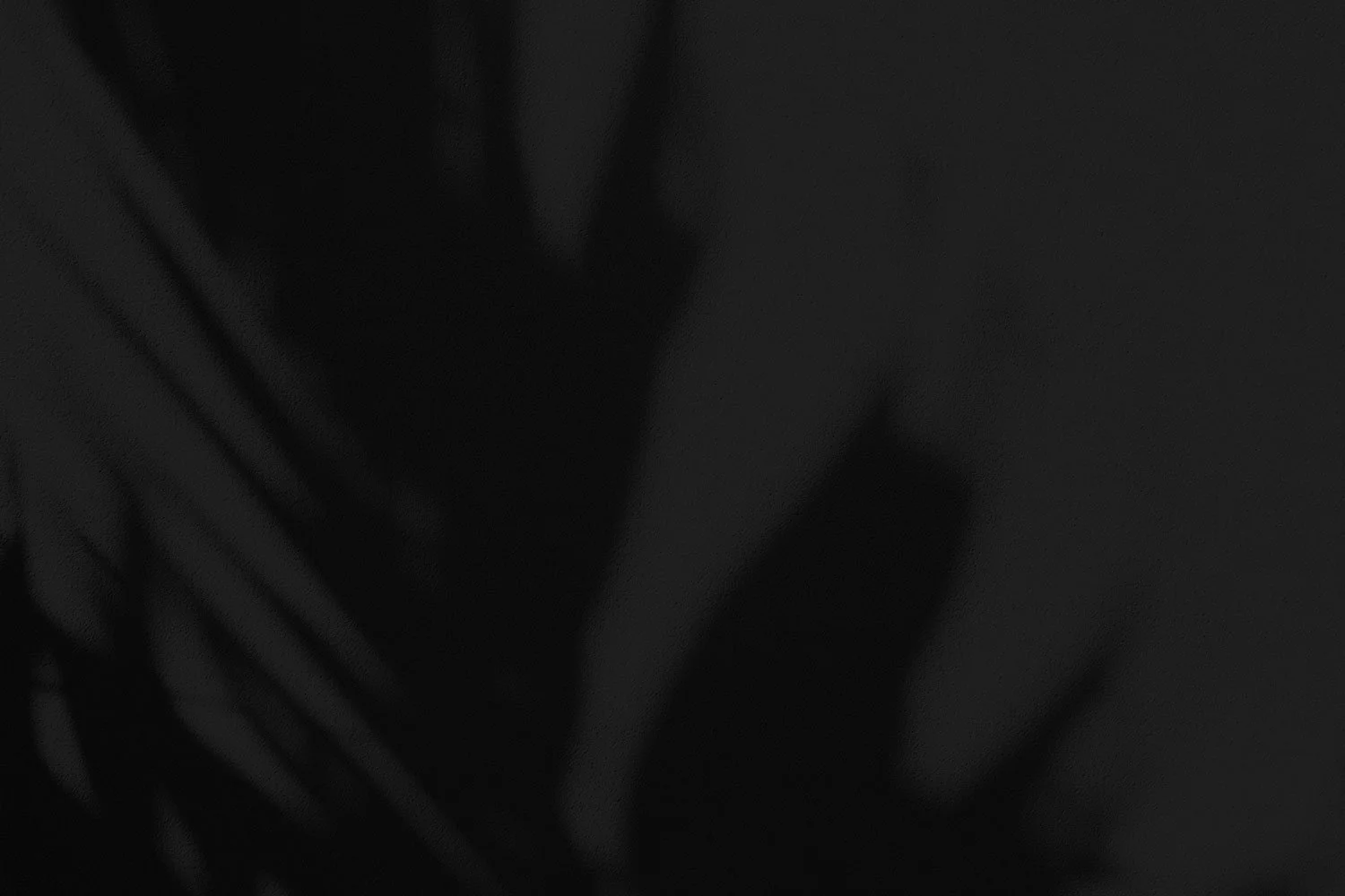 A black and white close-up photo of a plant with large leaves.