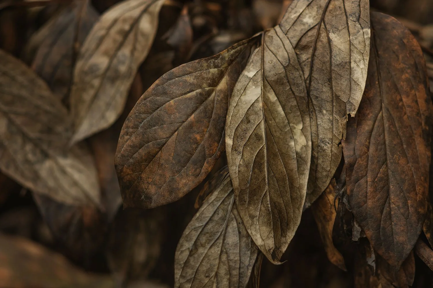 Close-up of dried, brown, withered leaves.