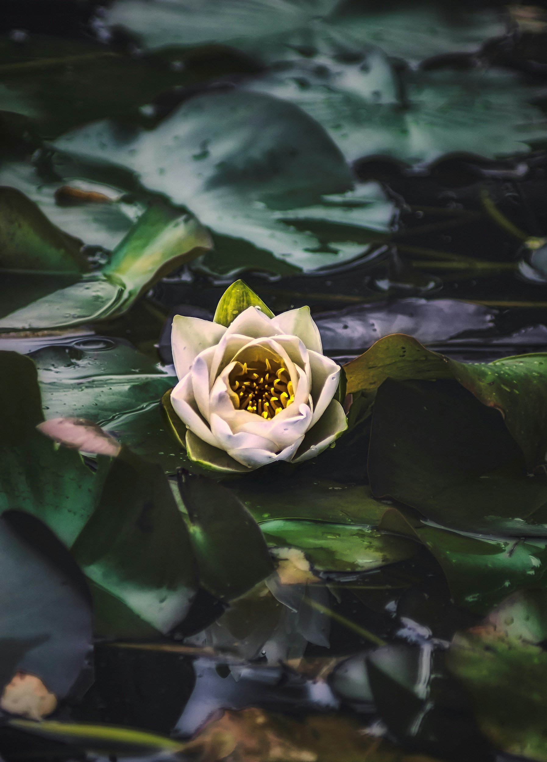 A water lily with white petals and yellow stamens floating on a pond surrounded by green lily pads.