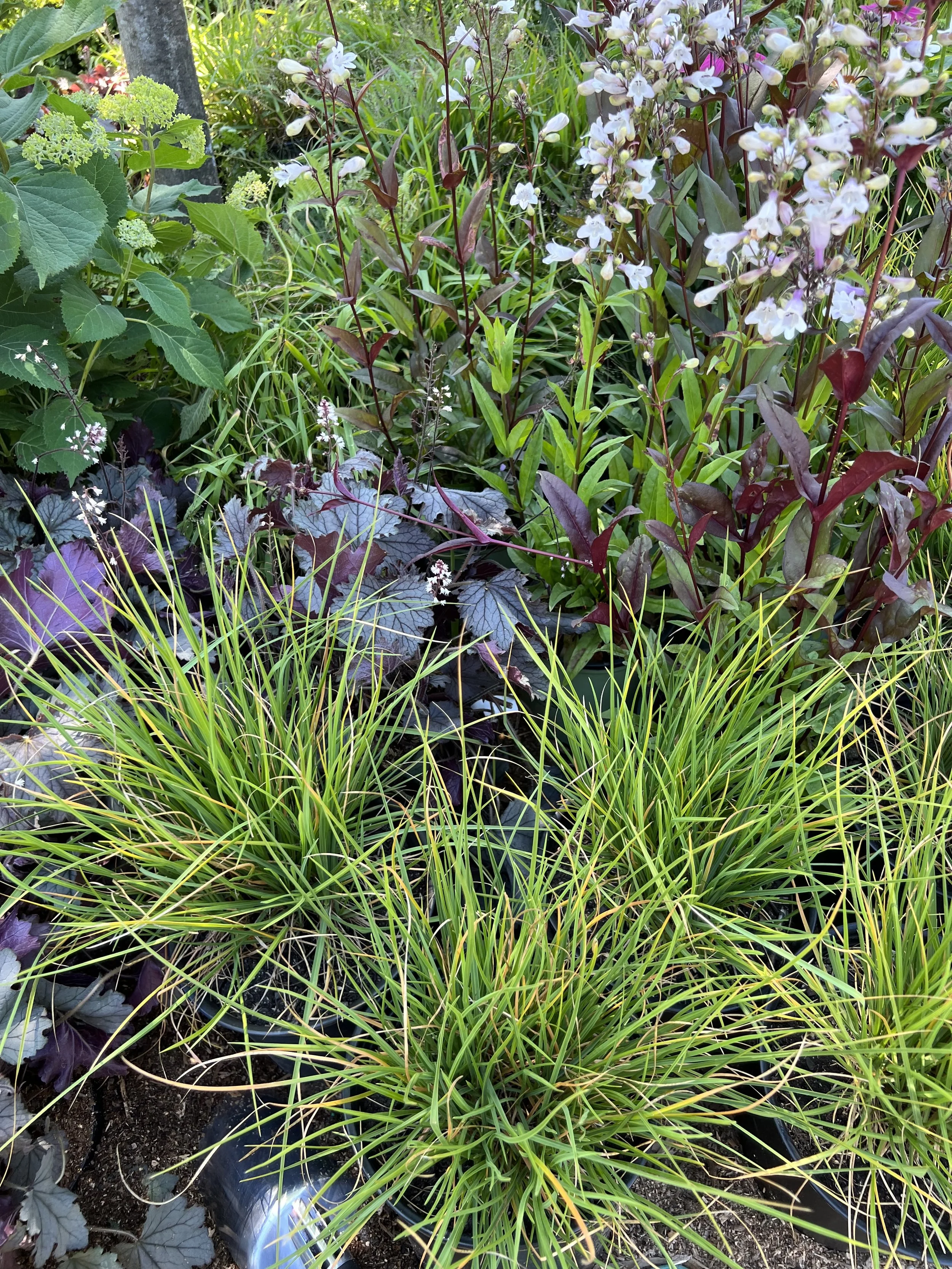 Colorful garden with various plants, including purple and green foliage, and small white flowers.