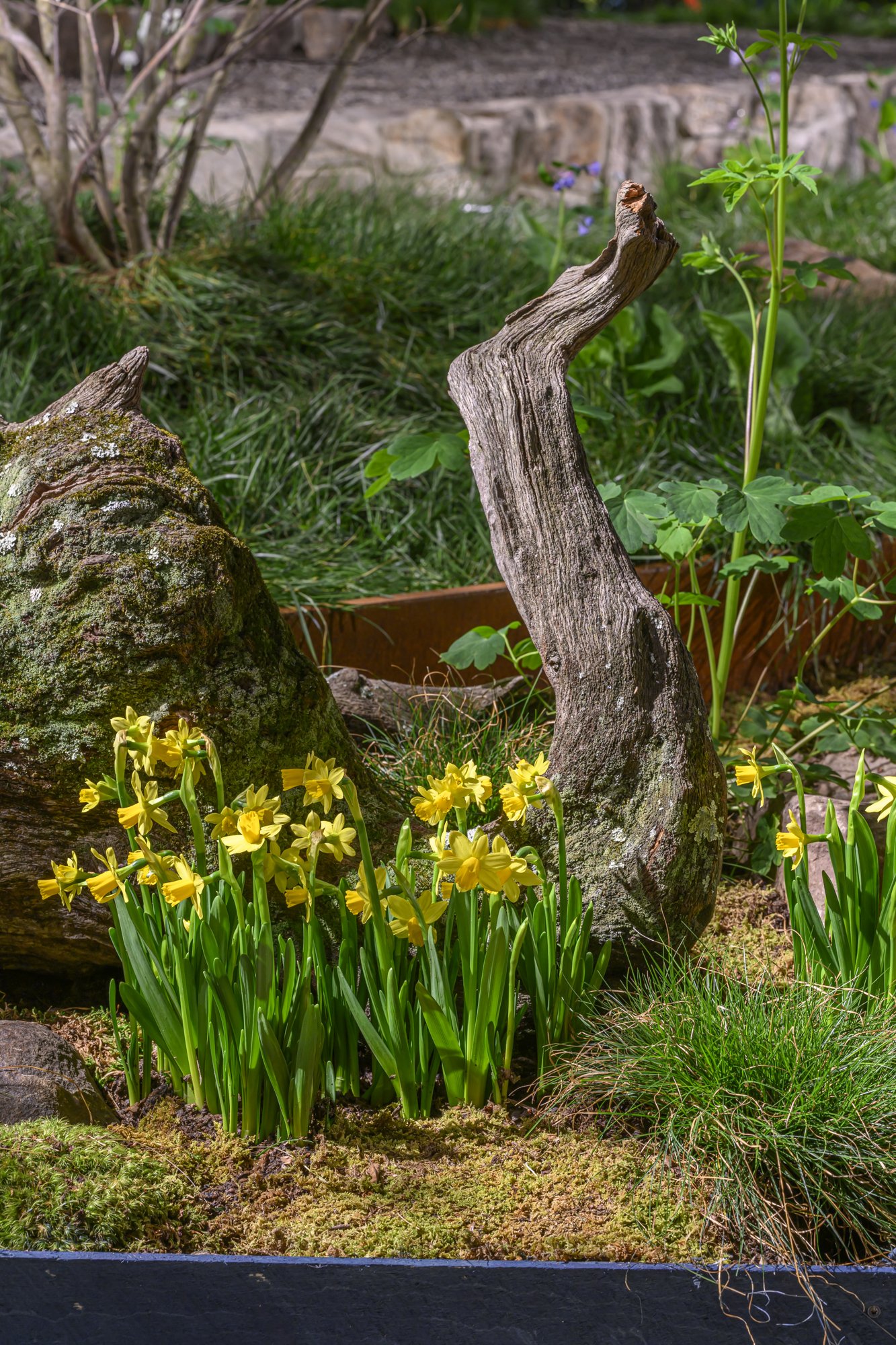 A garden scene with yellow daffodils, a weathered piece of driftwood, moss, small plants, and a stone border in the background.