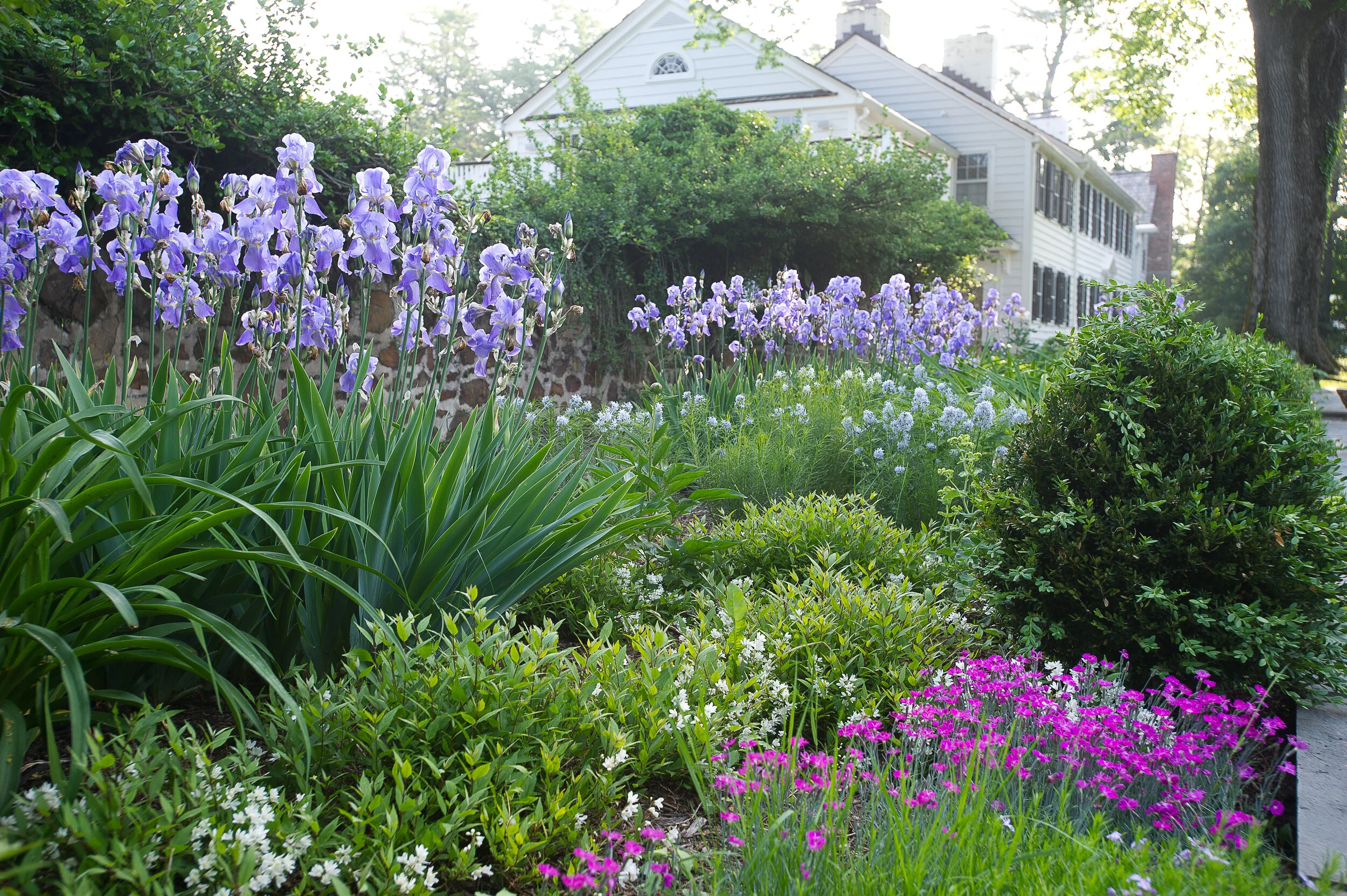 A garden with purple irises and pink, white, and purple flowers in front of a white house with black shutters.