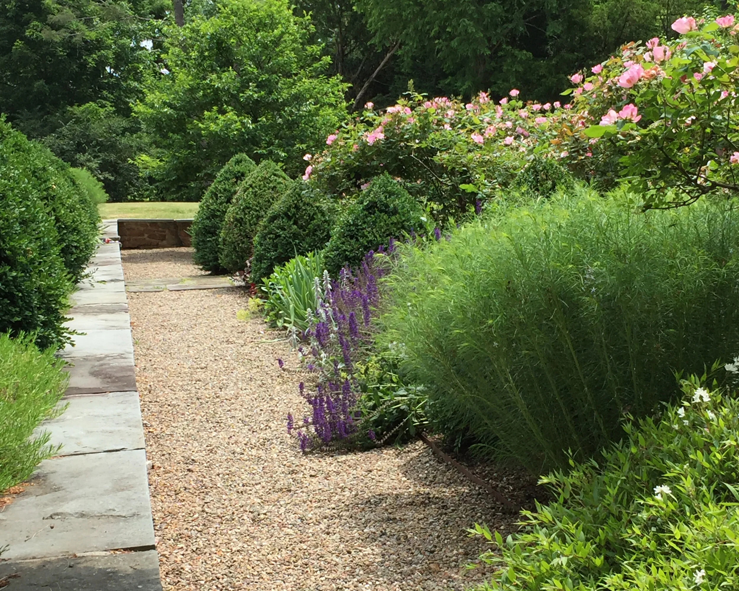Garden walkway with green bushes, purple flowering plants, and pink flowering bushes, surrounded by trees.