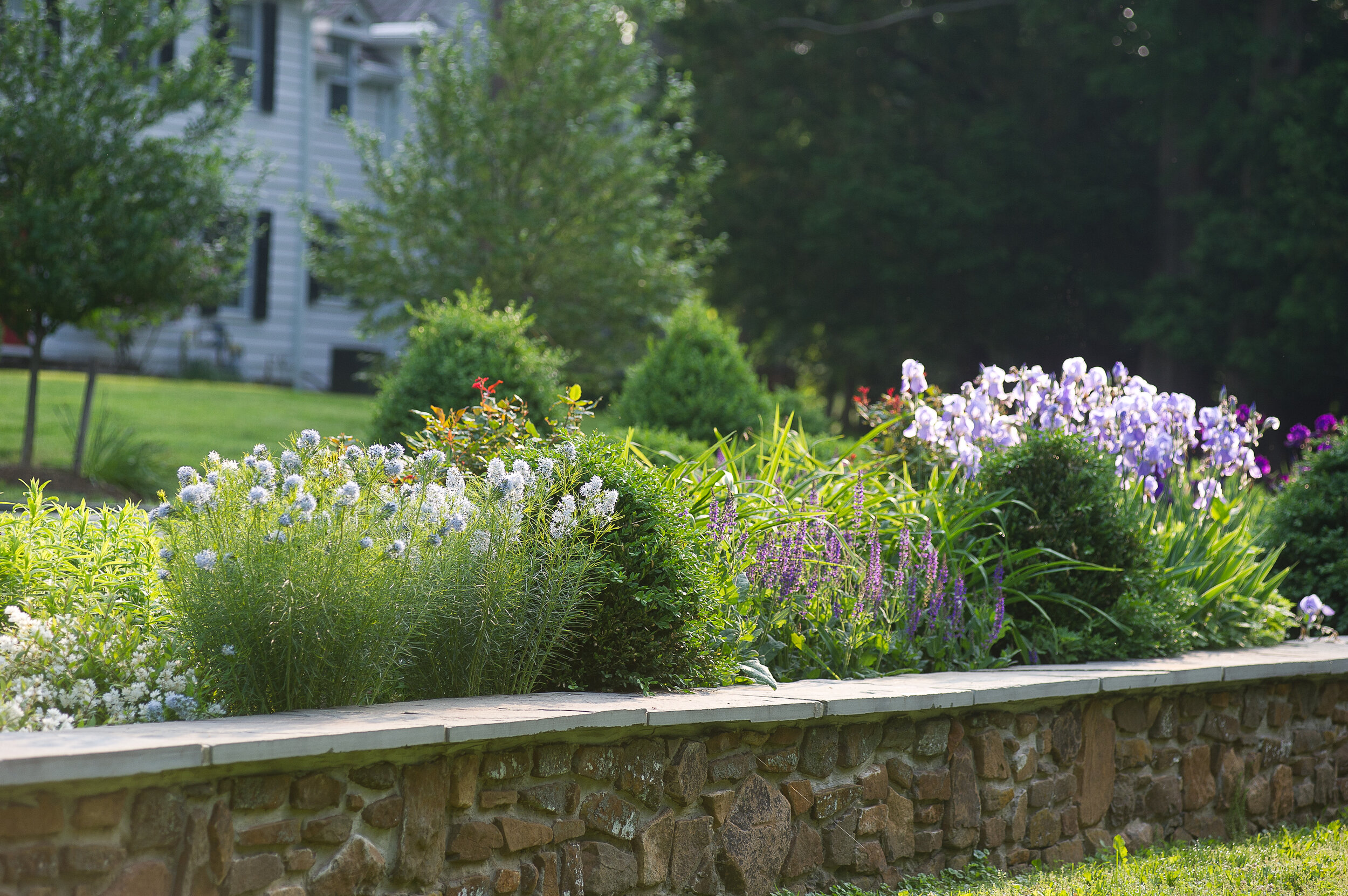 A garden with lush green plants and purple and white flowers, bordered by a stone wall, with a house and trees in the background.