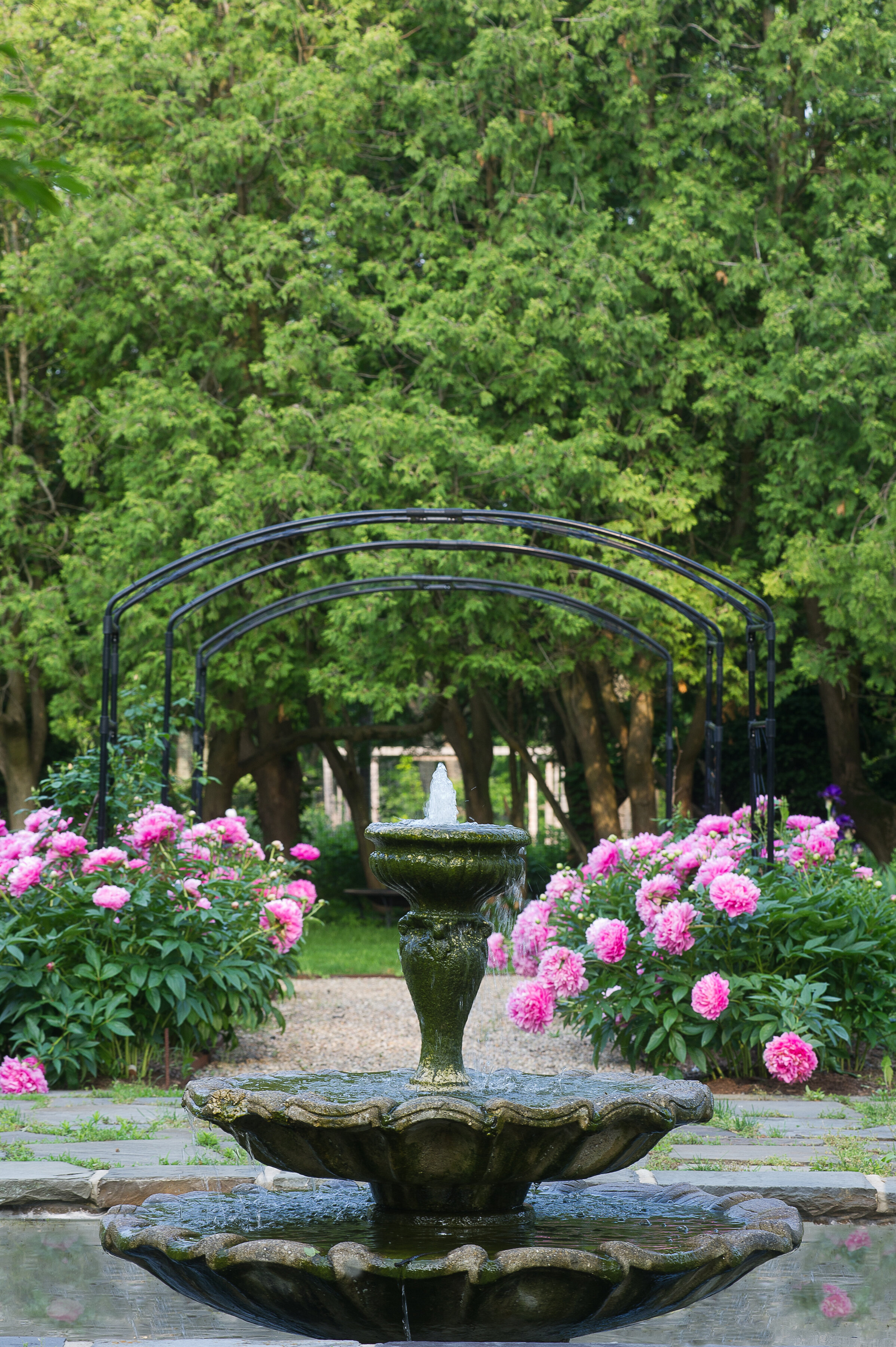 A garden scene featuring a stone fountain with water, pink peony flowers on either side, and a leafy green background with trees under a cloudy sky.