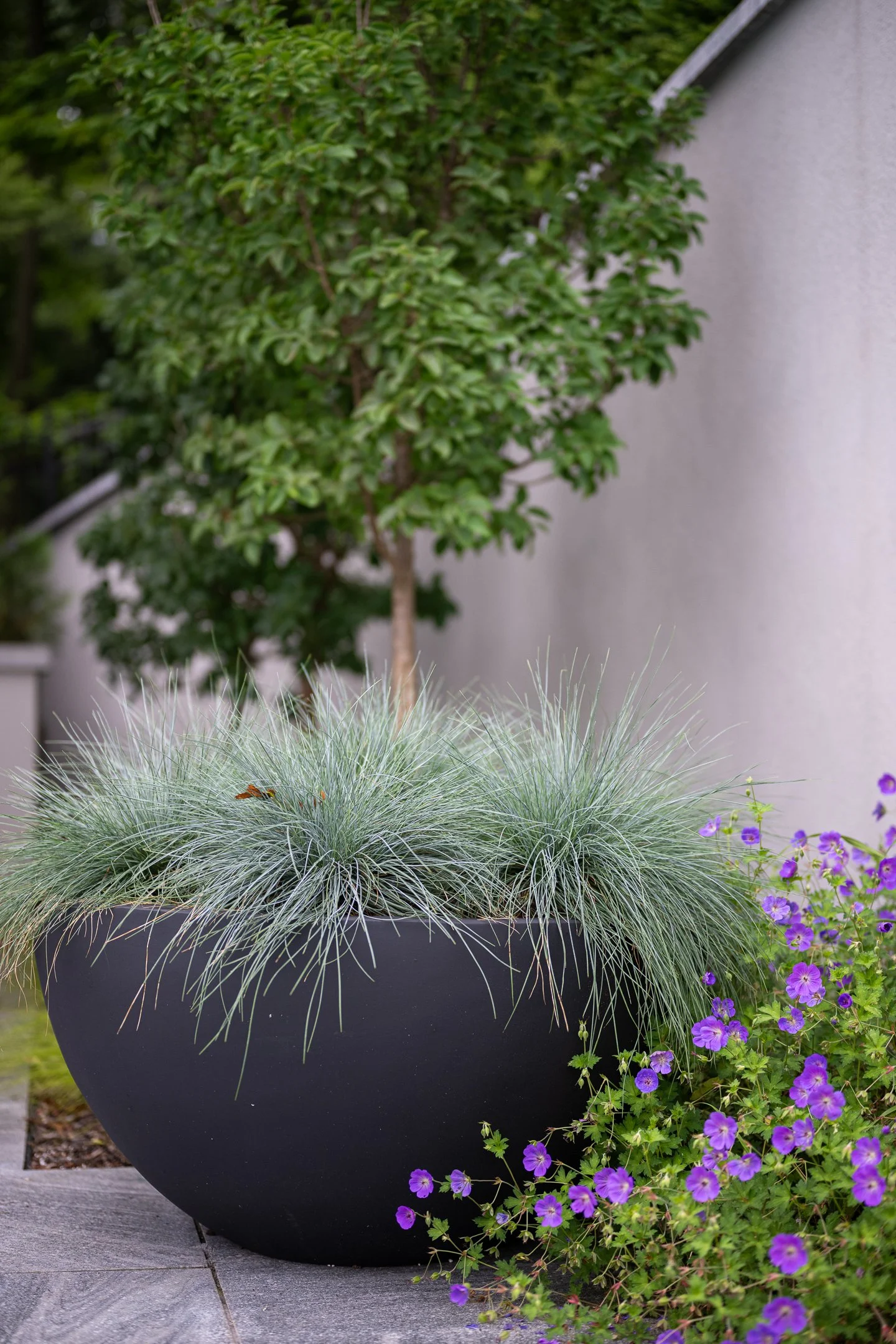 A large black planter containing ornamental grass with silver-green blades, situated on a patio next to a cluster of purple flowers and a small tree in the background.