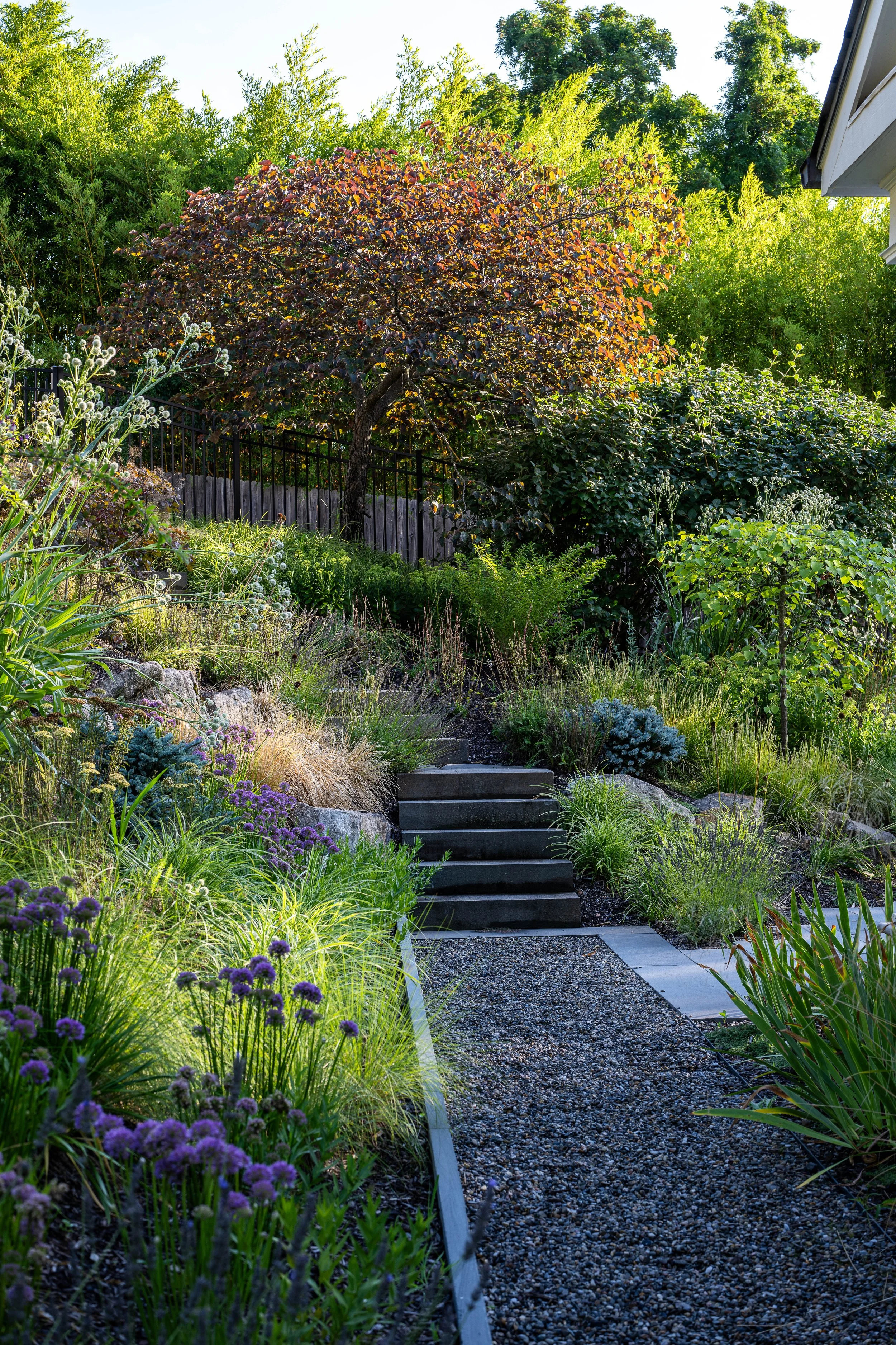 A garden with stairs leading up to a lush area with a variety of green plants and a large tree with reddish leaves, surrounded by a black fence, under clear blue sky.