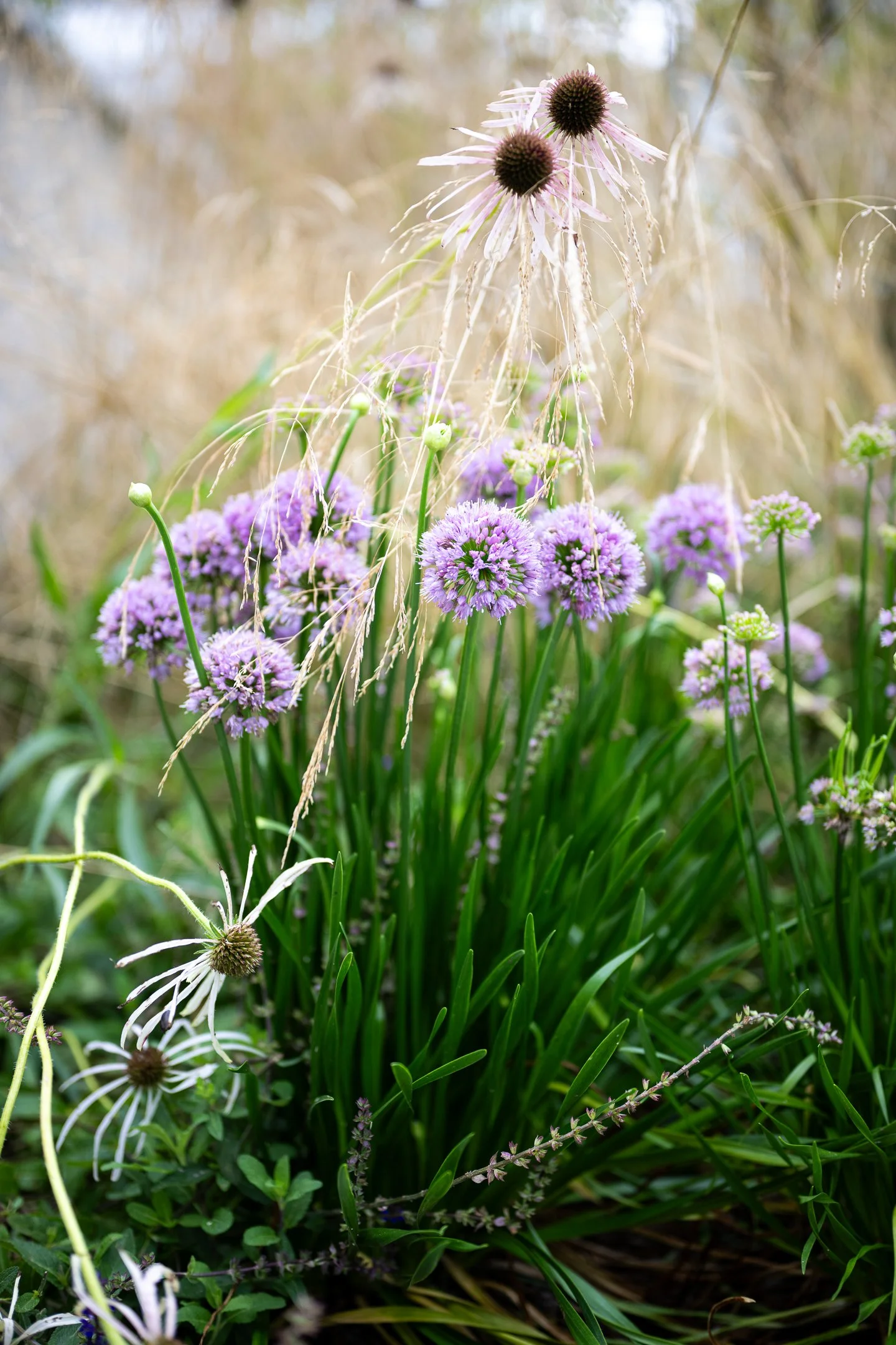 Purple flowering plants with tall green leaves, some with drooping white petals and brown seed heads, in a garden setting.