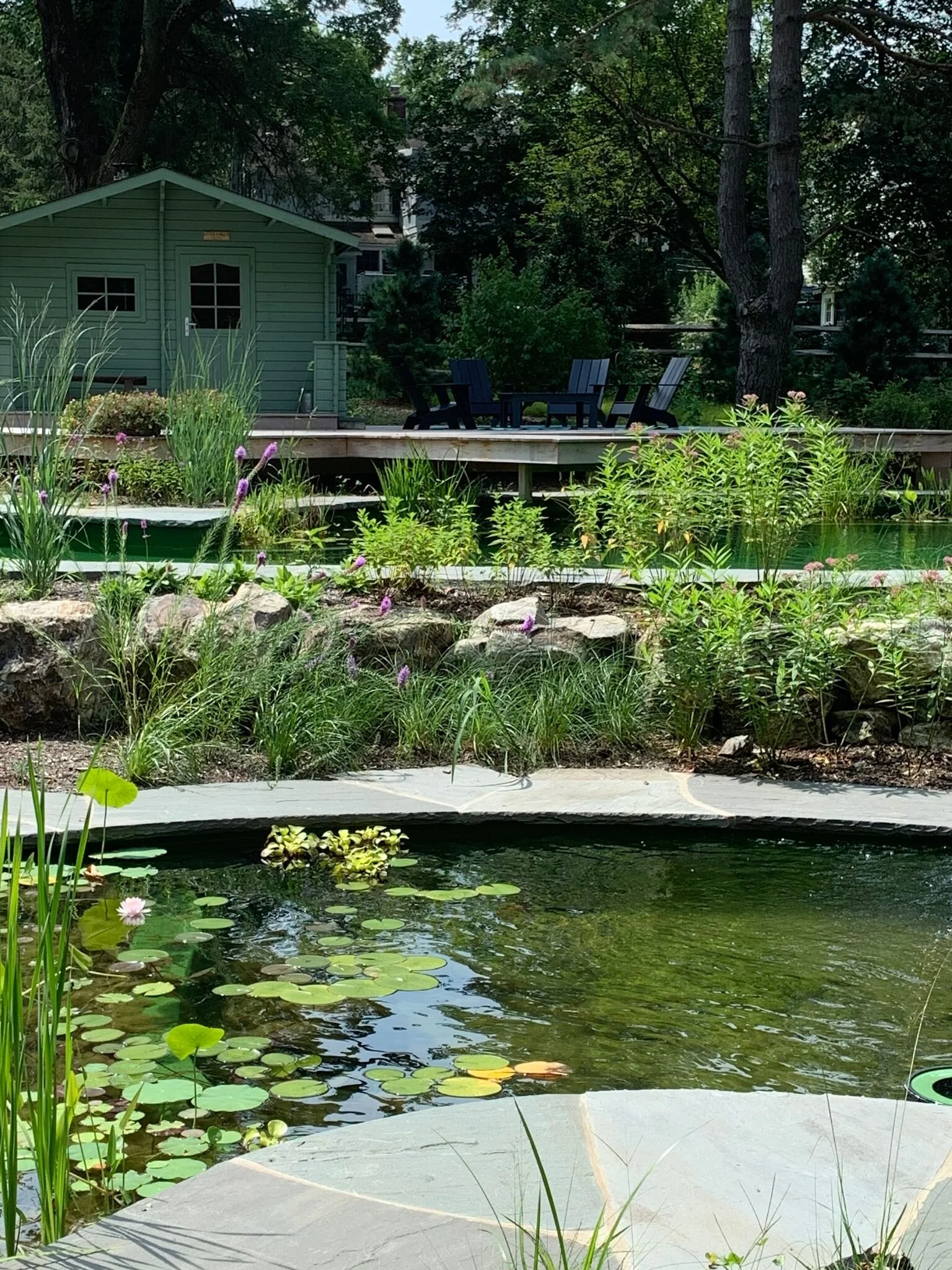 A backyard garden with a pond, water lilies, and lush greenery. In the background, there is a wooden deck with a green shed and outdoor black chairs. Tall trees surround the area, providing shade.