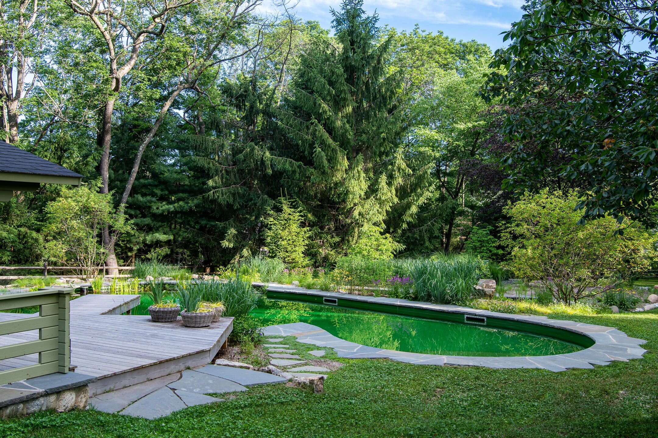 A backyard garden with a wooden deck, a kidney-shaped pool with green water, surrounded by lush trees, bushes, and plants, under a blue sky.