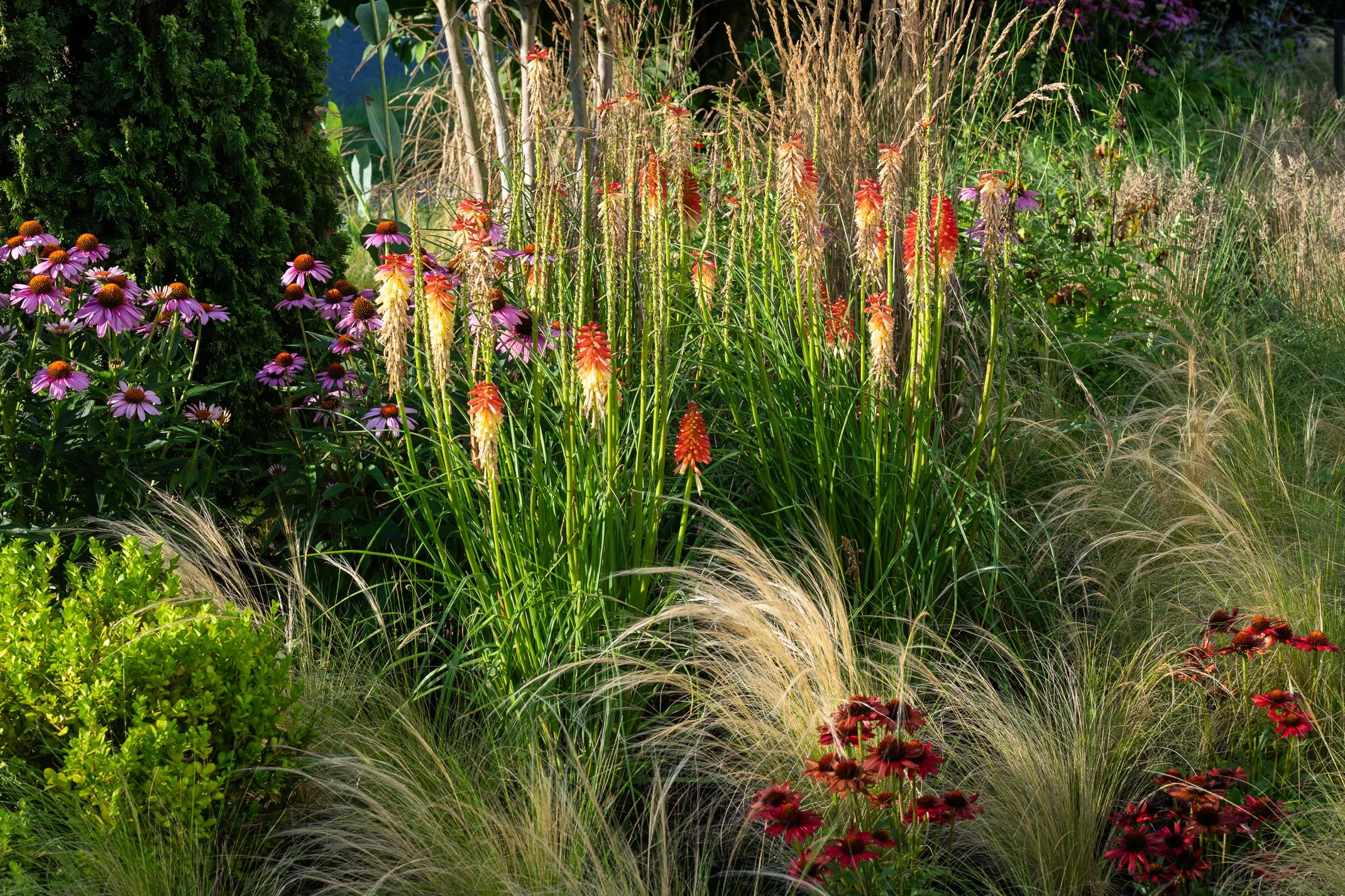 A diverse garden with purple coneflowers, ornamental grasses, and various other flowering plants.