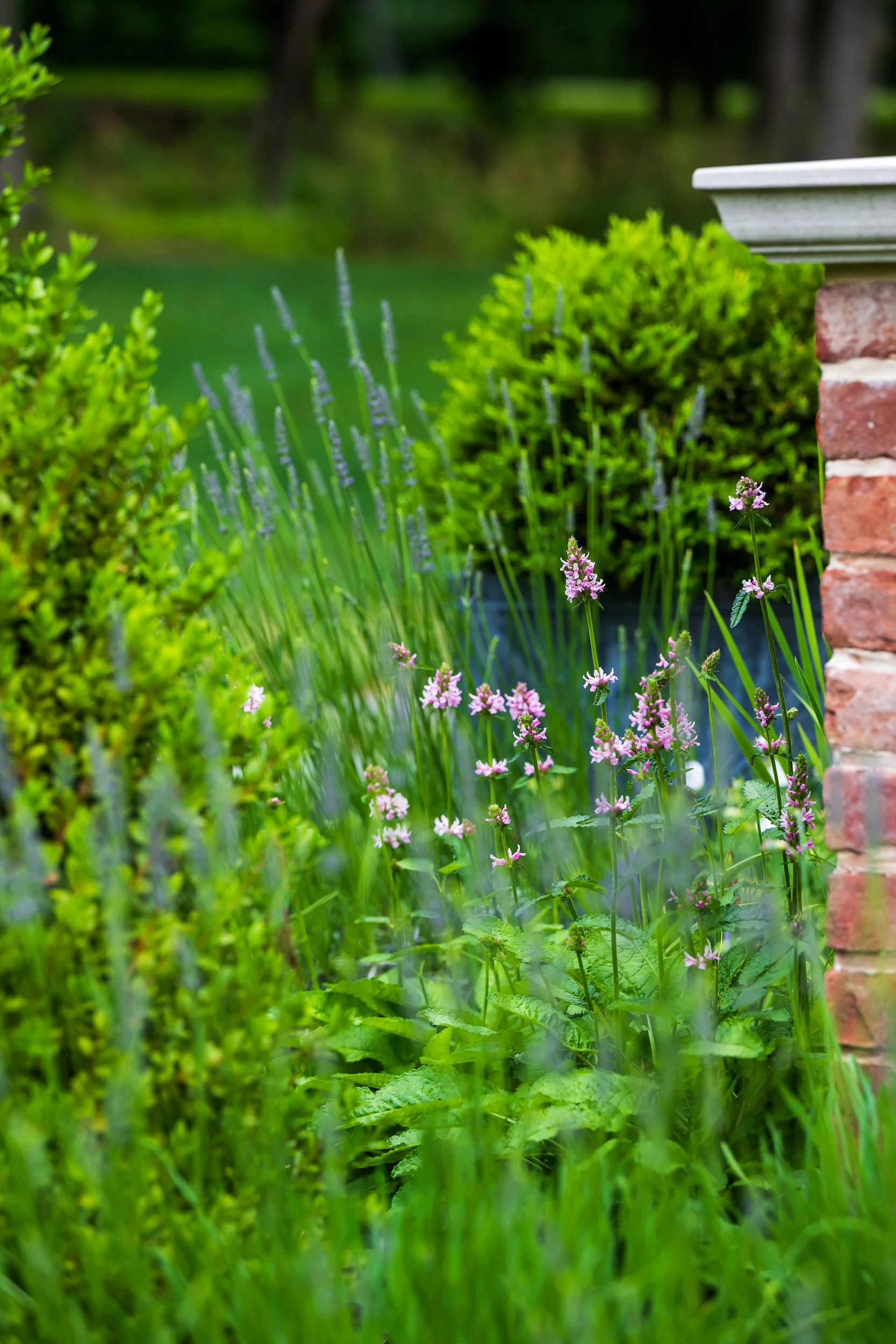 SCG Studio landscape garden