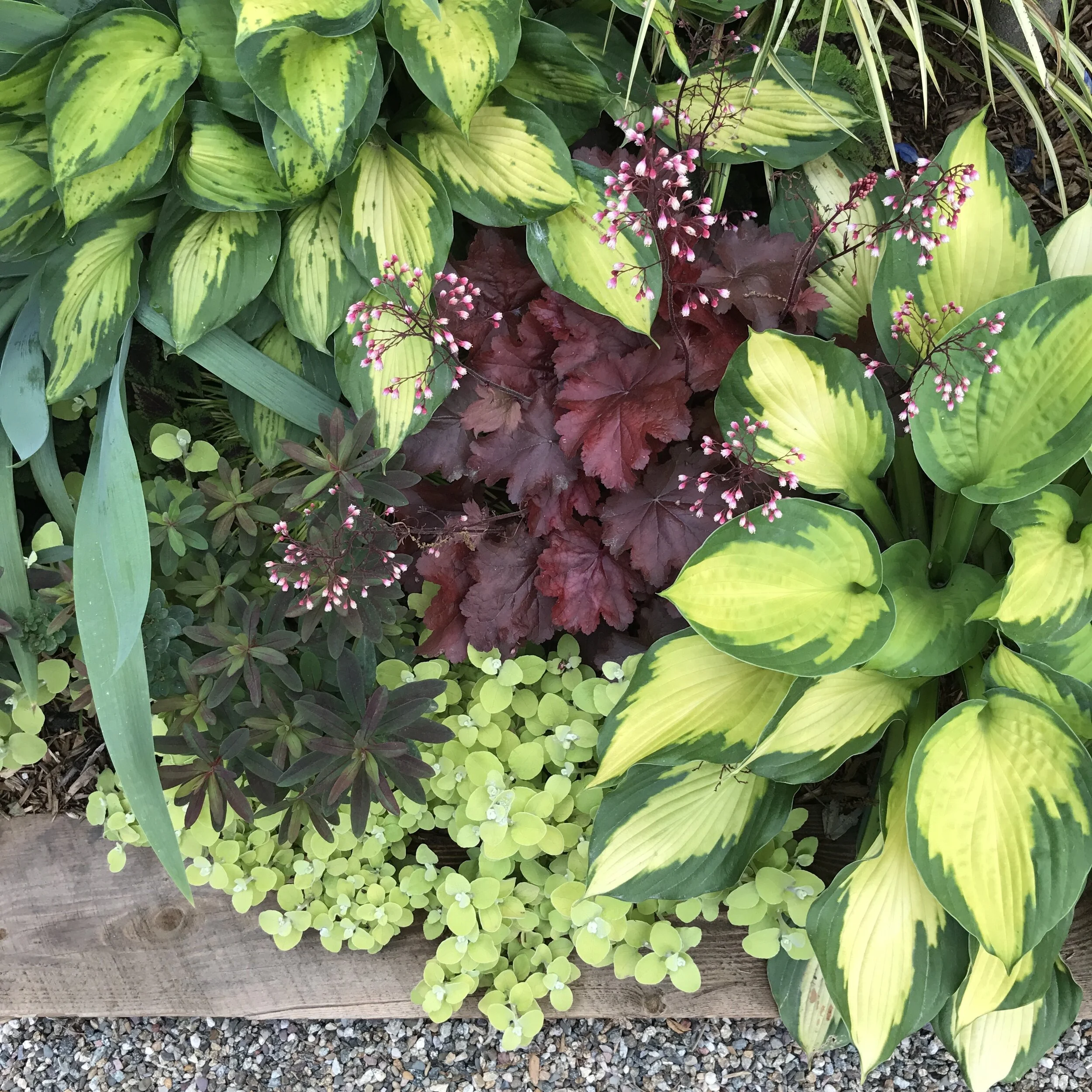 A garden bed with various green and variegated plants, including yellow-green leaves, reddish-brown leaves, and tiny pink and white flowers.