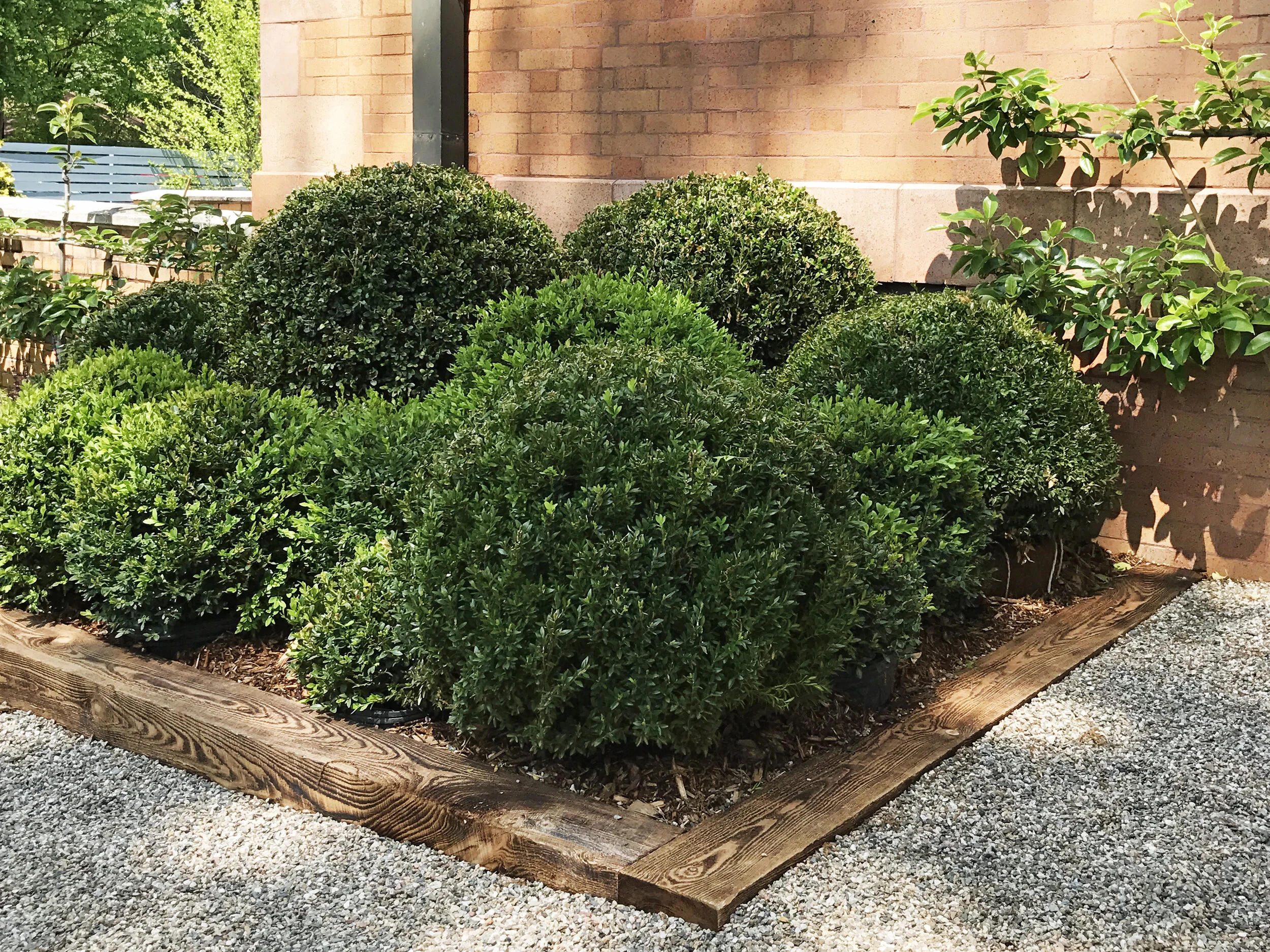 A landscaped garden bed with neatly trimmed green bushes and small trees, edged with wooden boards, surrounded by gravel, with a brick building in the background.