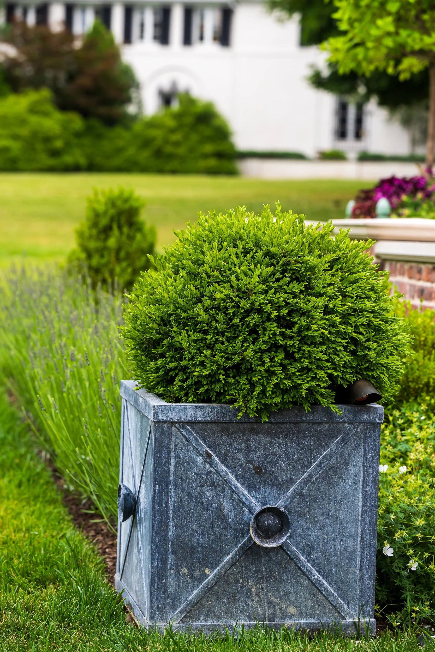 A lush green shrub in a decorative metal planter on a garden bed, with a well-maintained lawn, flowers, and a white building in the background.