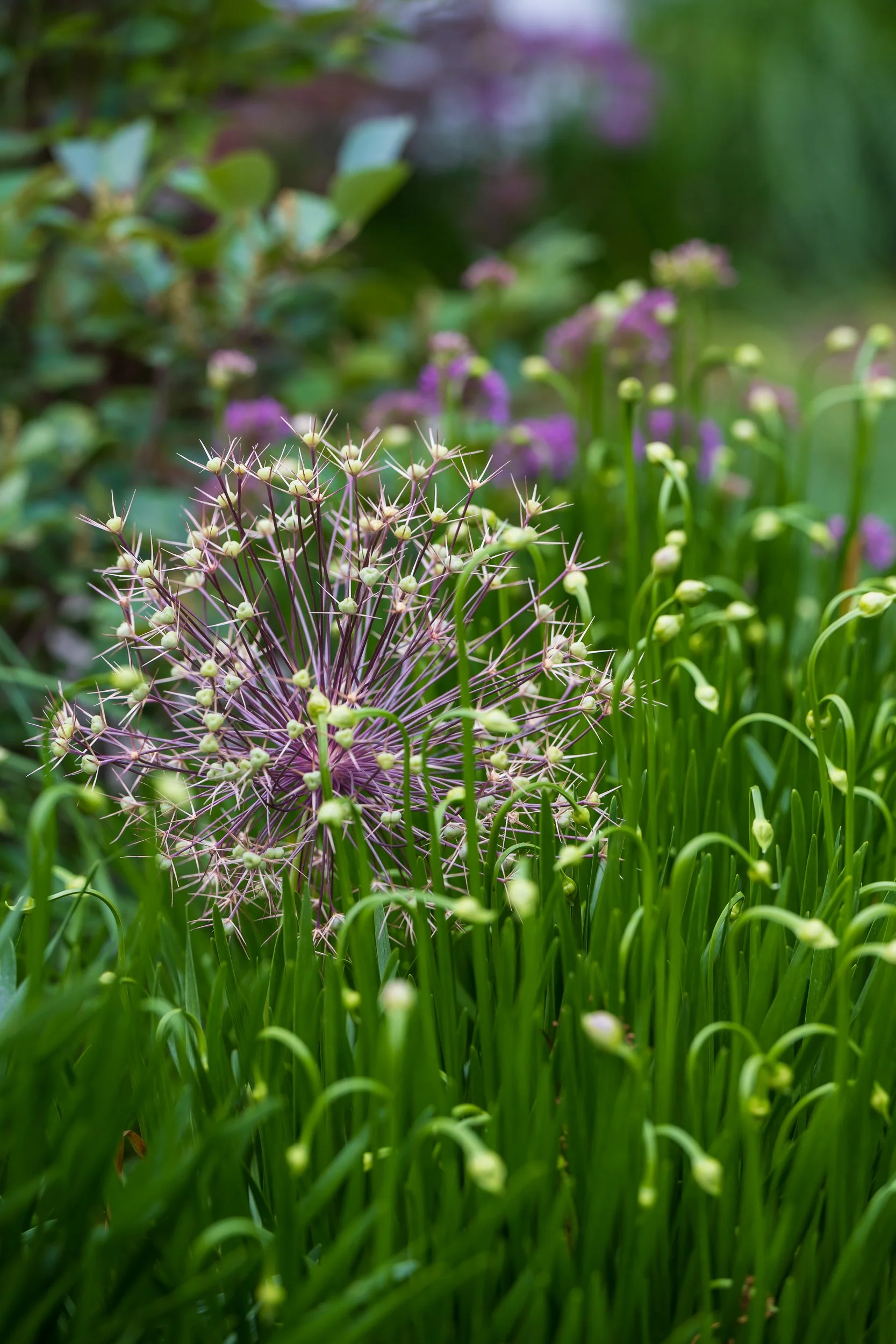 Close-up of a purple allium flower with green grass and blurred purple and green foliage in the background.